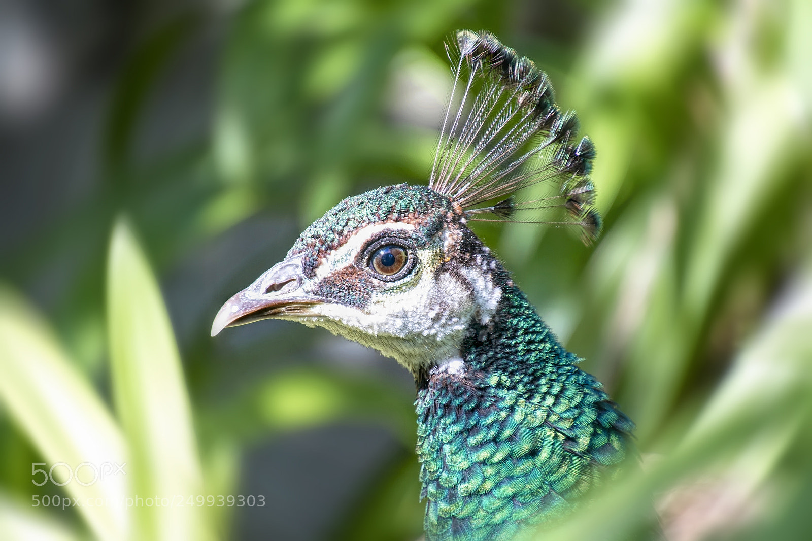 Canon EOS 70D sample photo. Up close and personal photography