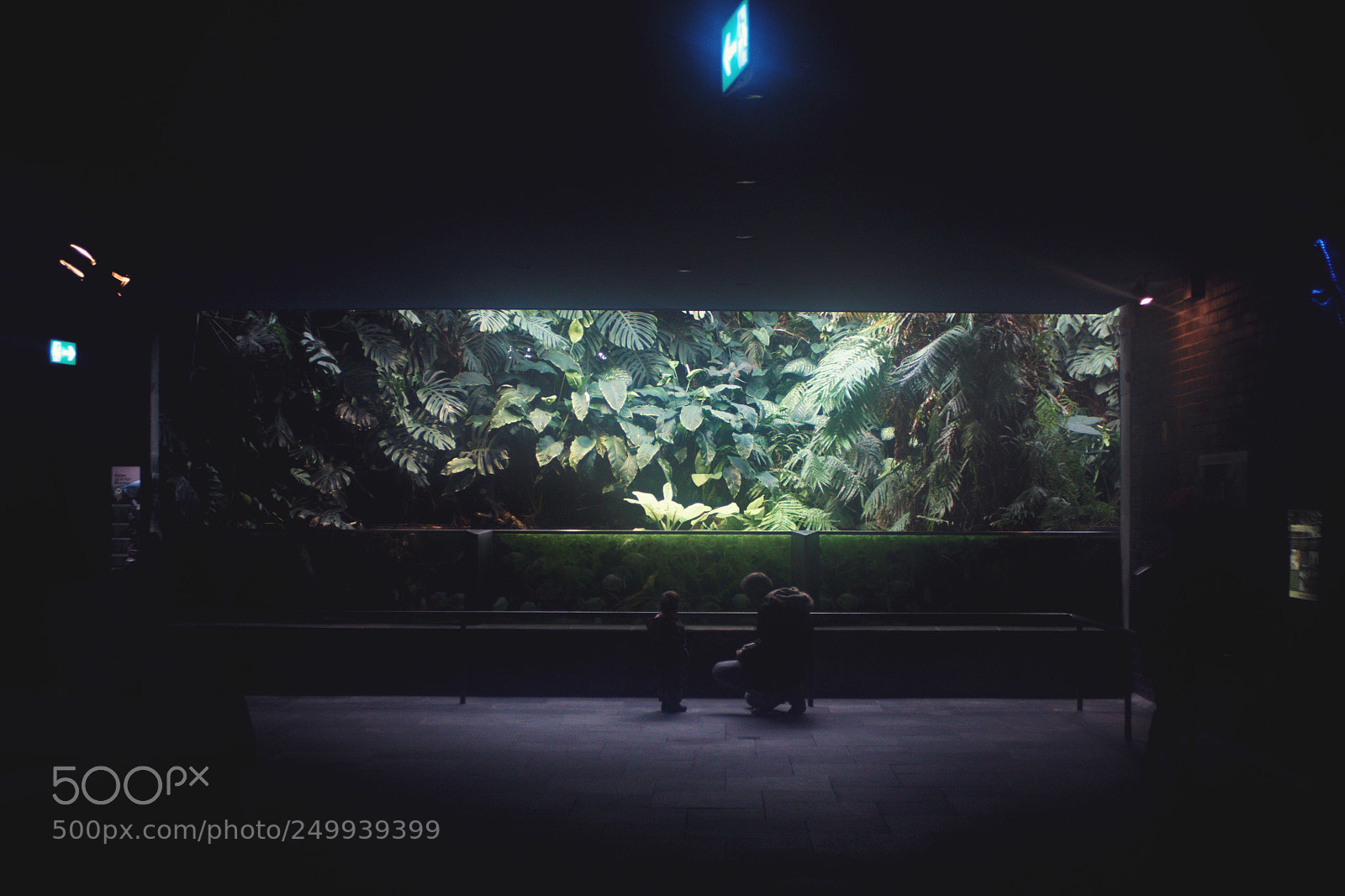 Canon EOS 700D (EOS Rebel T5i / EOS Kiss X7i) sample photo. The piranha tank photography