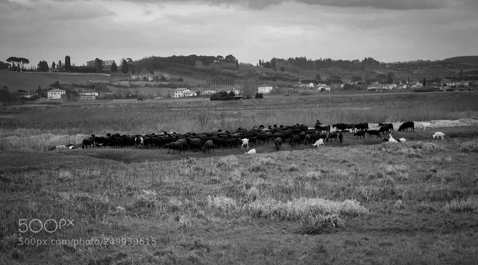 Nikon D90 sample photo. Sheep photography
