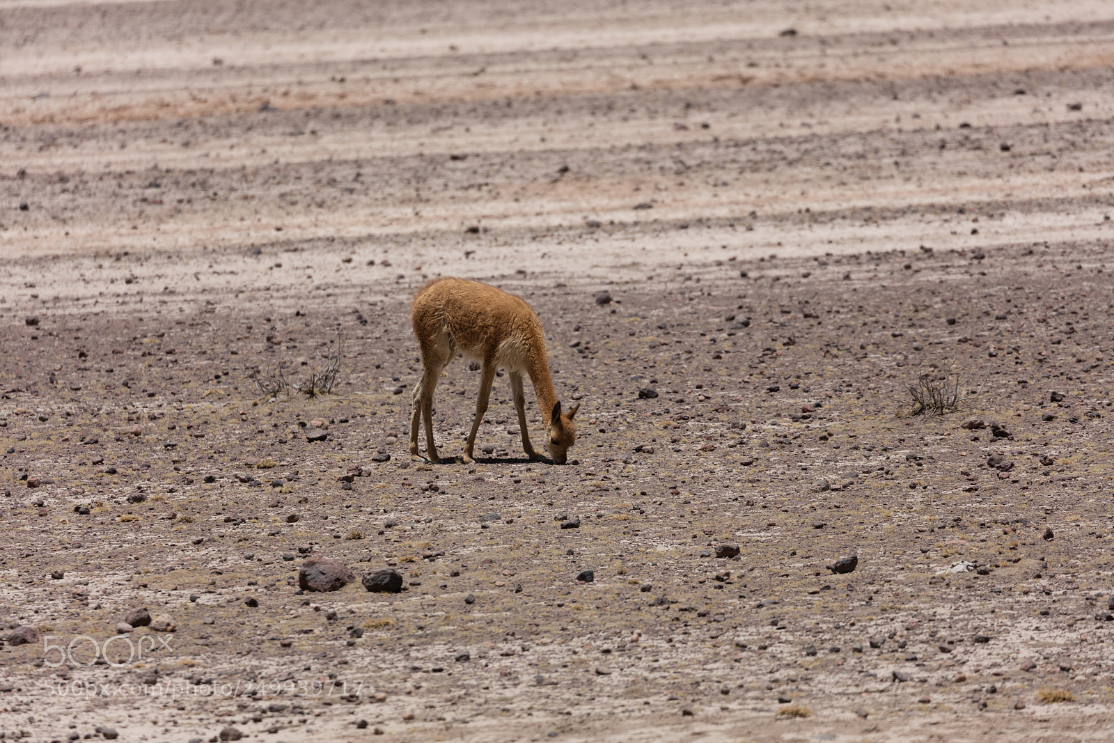Canon EOS 5DS R sample photo. Lama vikunja (vicugna vicugna) photography