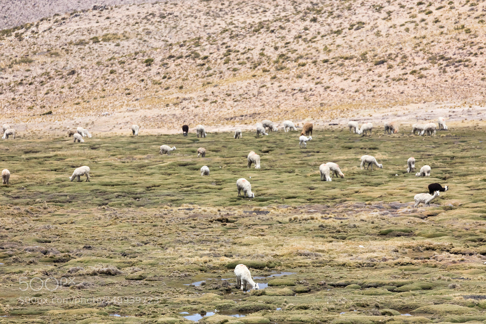 Canon EOS 5DS R sample photo. Alpacas in andes photography