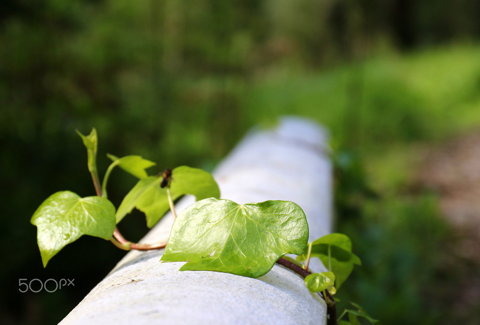 Canon EF 24-70mm F4L IS USM sample photo. Hera photography