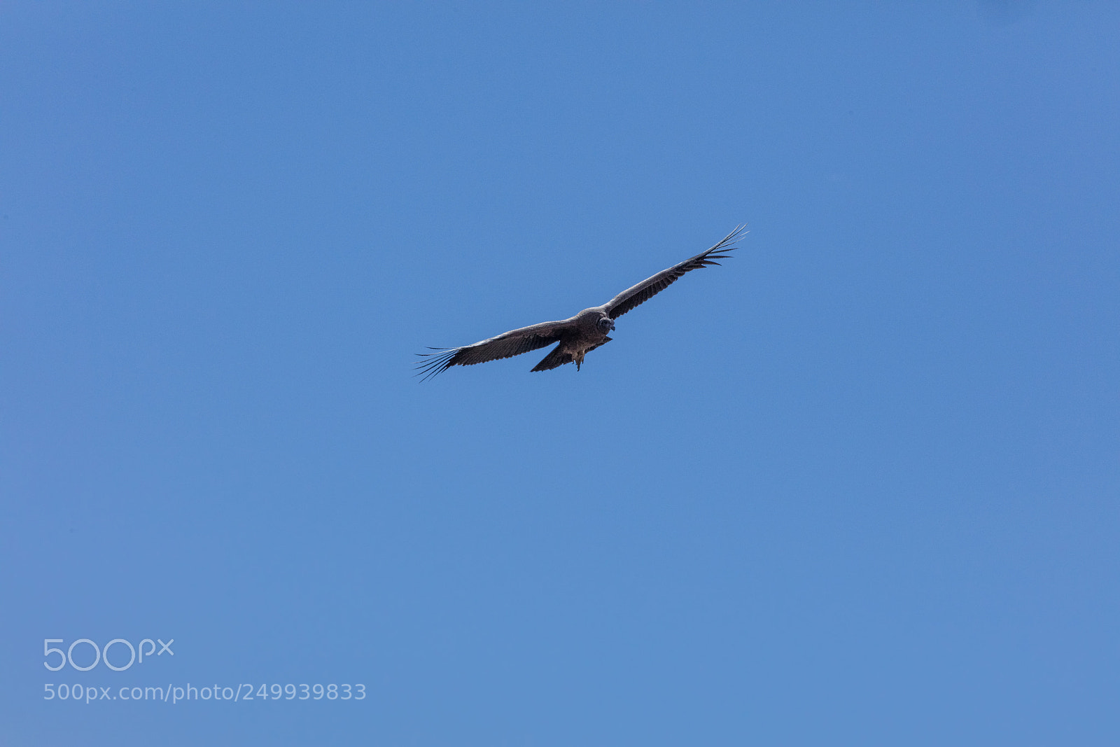Canon EOS 5DS R sample photo. Condor flying  in peru photography