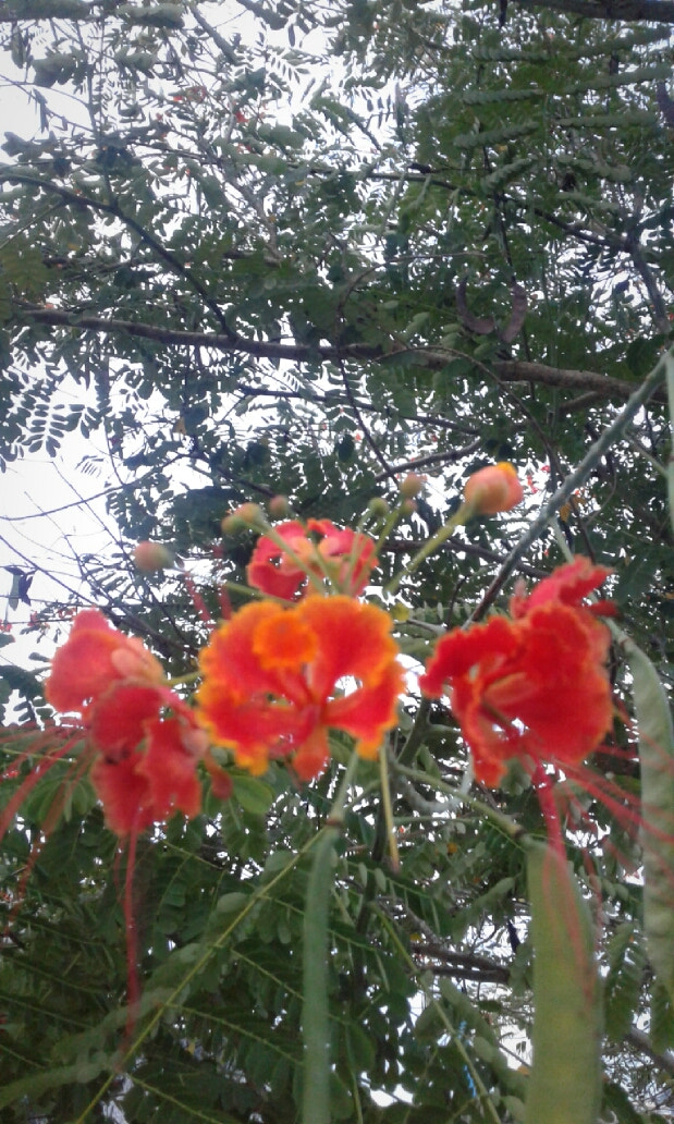 Samsung Galaxy J1(2016) sample photo