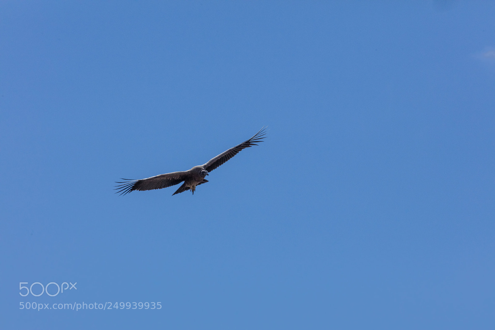 Canon EOS 5DS R sample photo. Condor flying  in peru photography