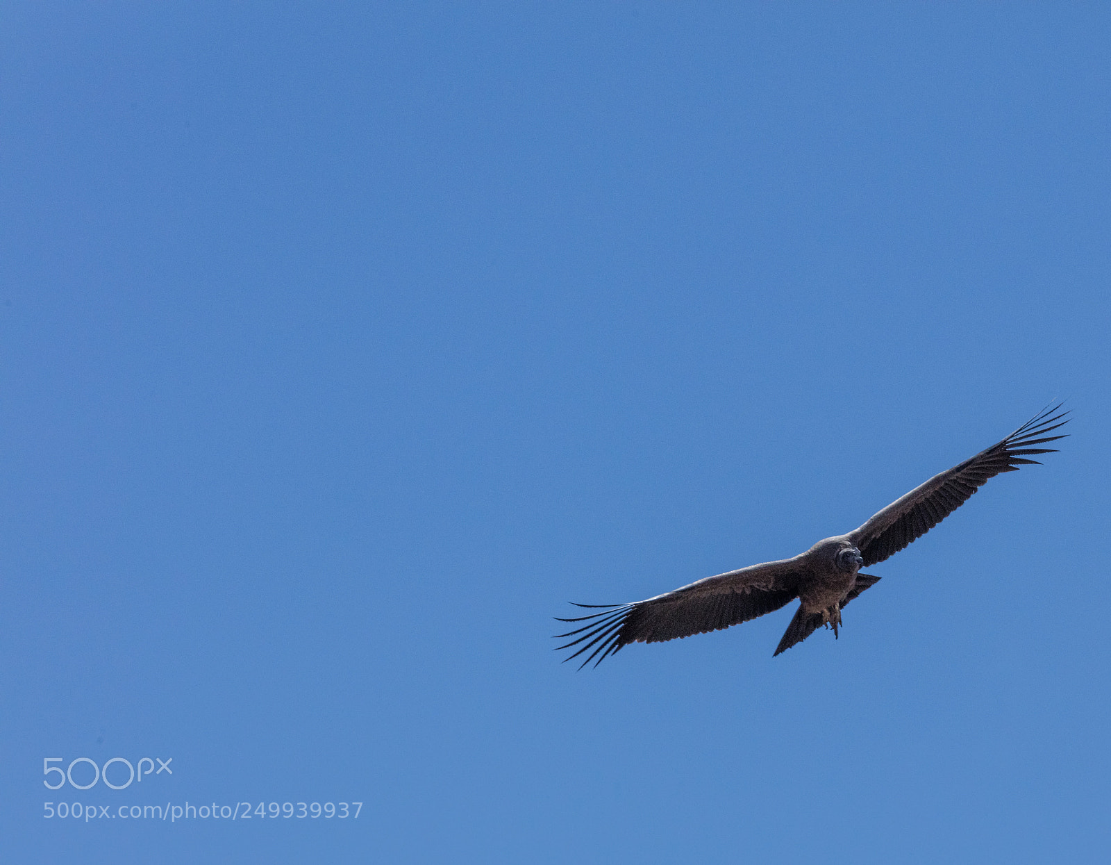 Canon EOS 5DS R sample photo. Condor flying  in peru photography