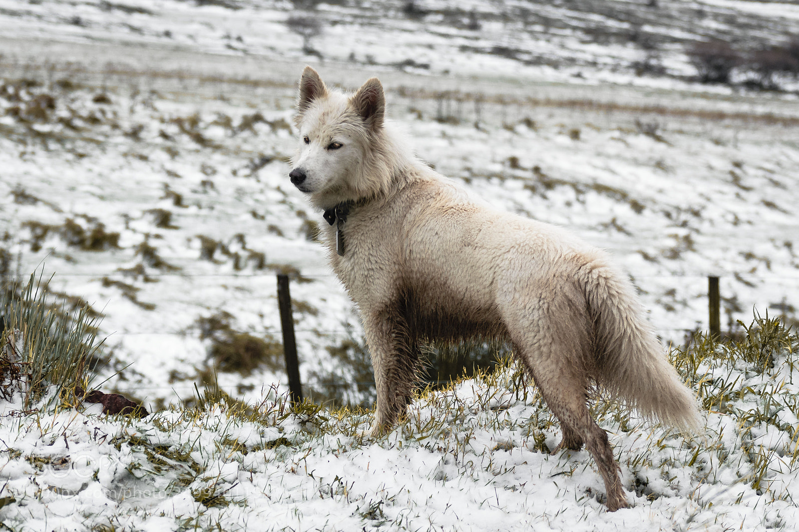 Nikon D3300 sample photo. Arya snow photography