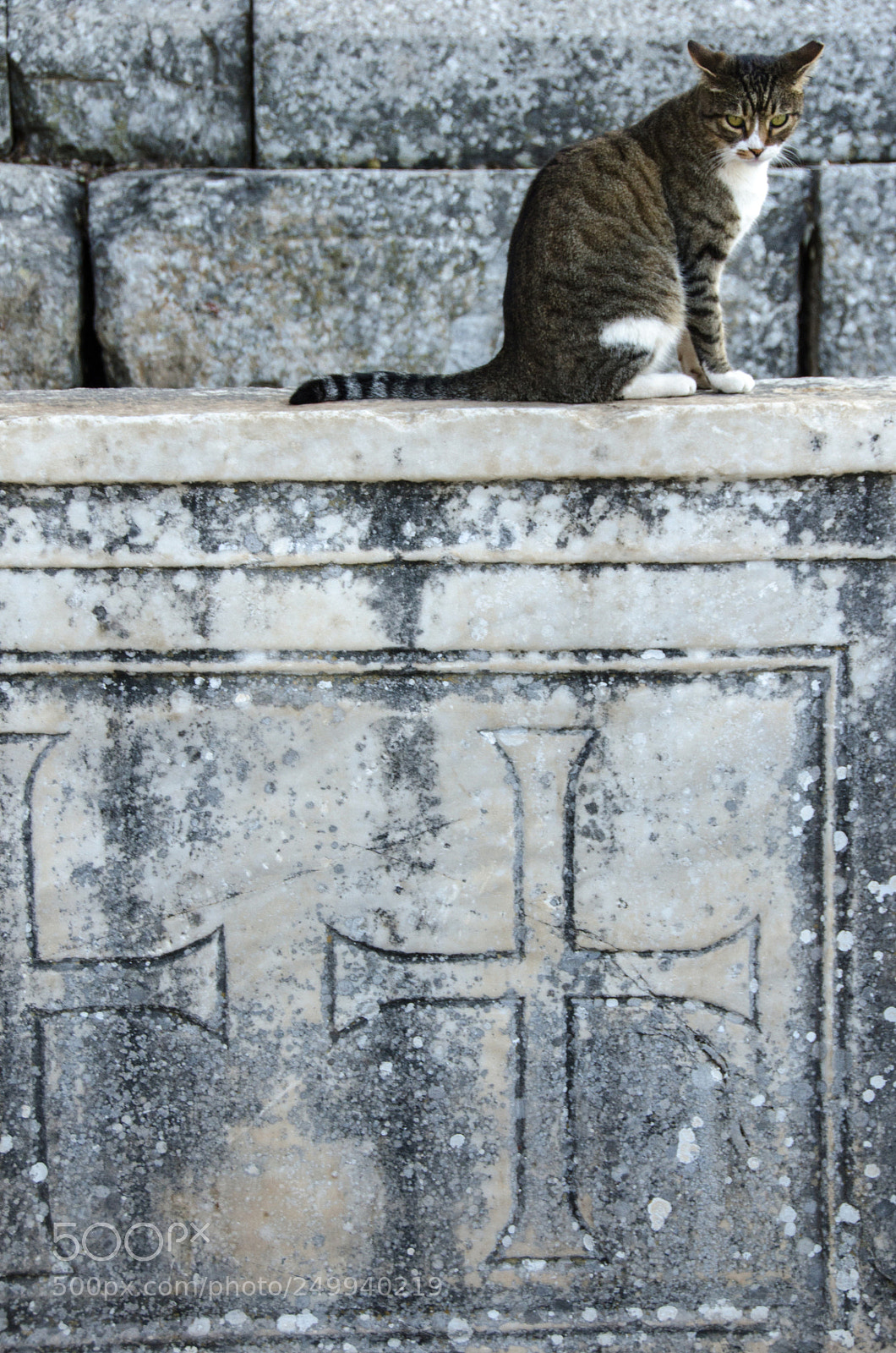 Nikon D7000 sample photo. Gato photography