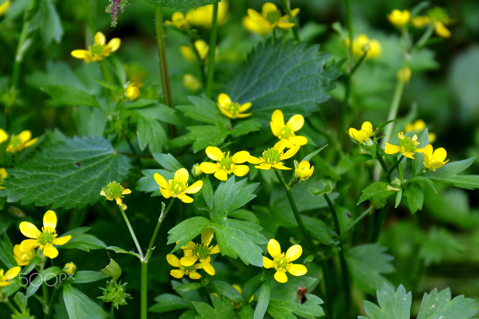 Canon EF 24-70mm F4L IS USM sample photo. Green and yellow photography