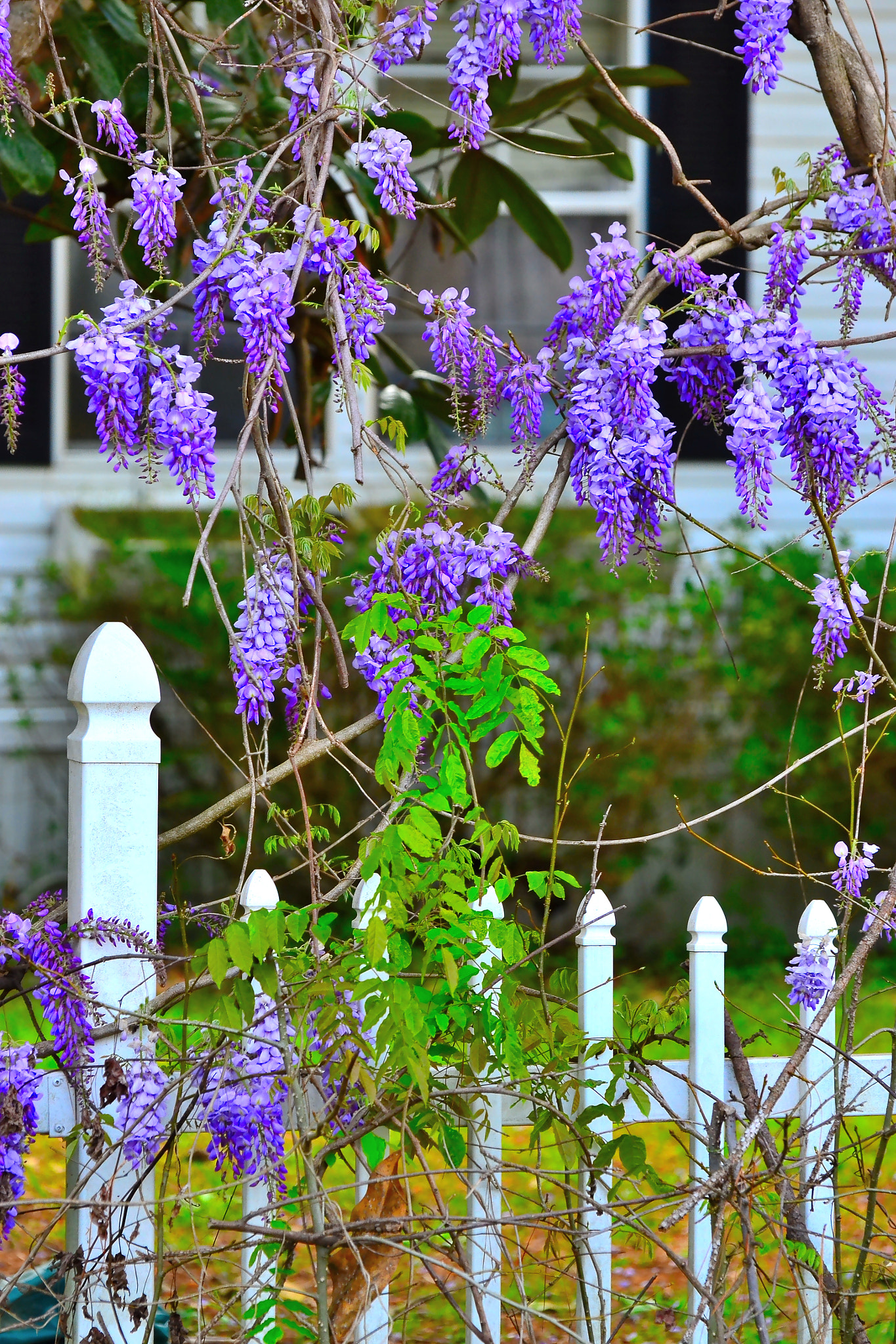 Nikon D3100 sample photo. Wisteria photography