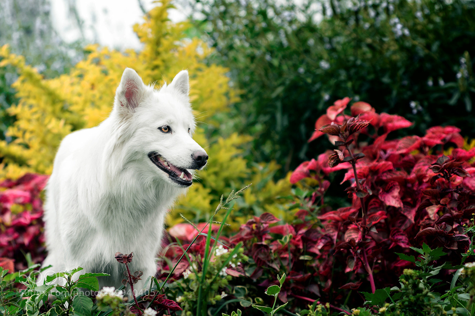 Nikon D7100 sample photo. The garden photography