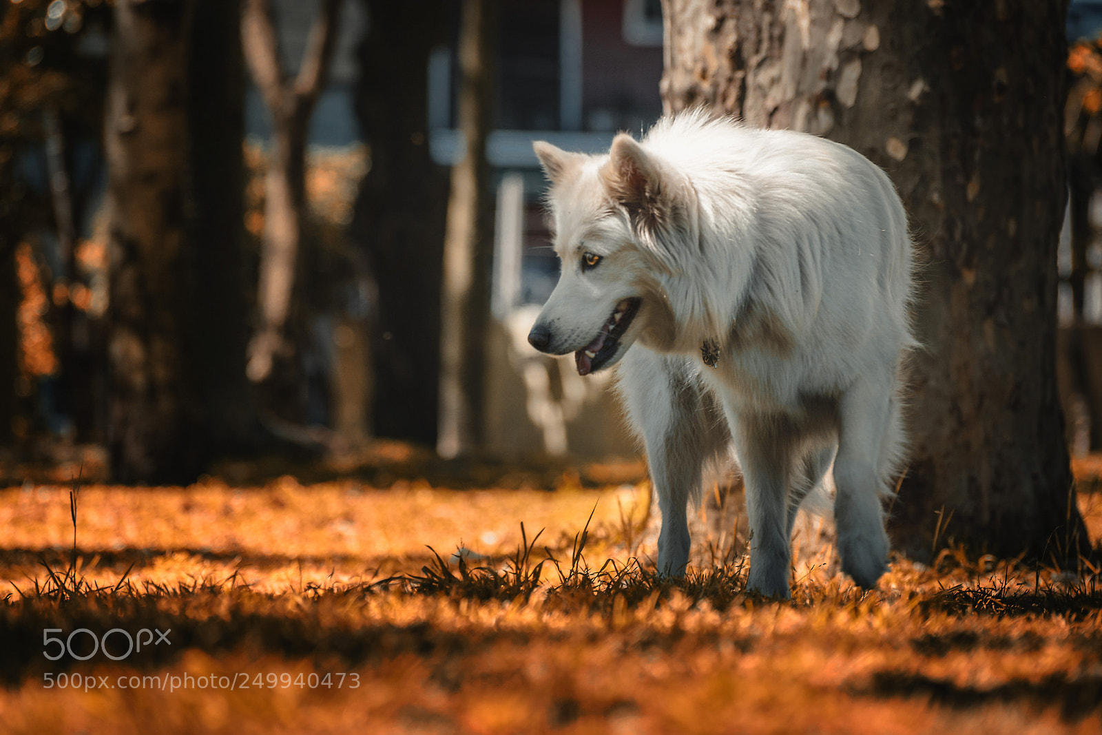 Nikon D3300 sample photo. Fantasy day photography