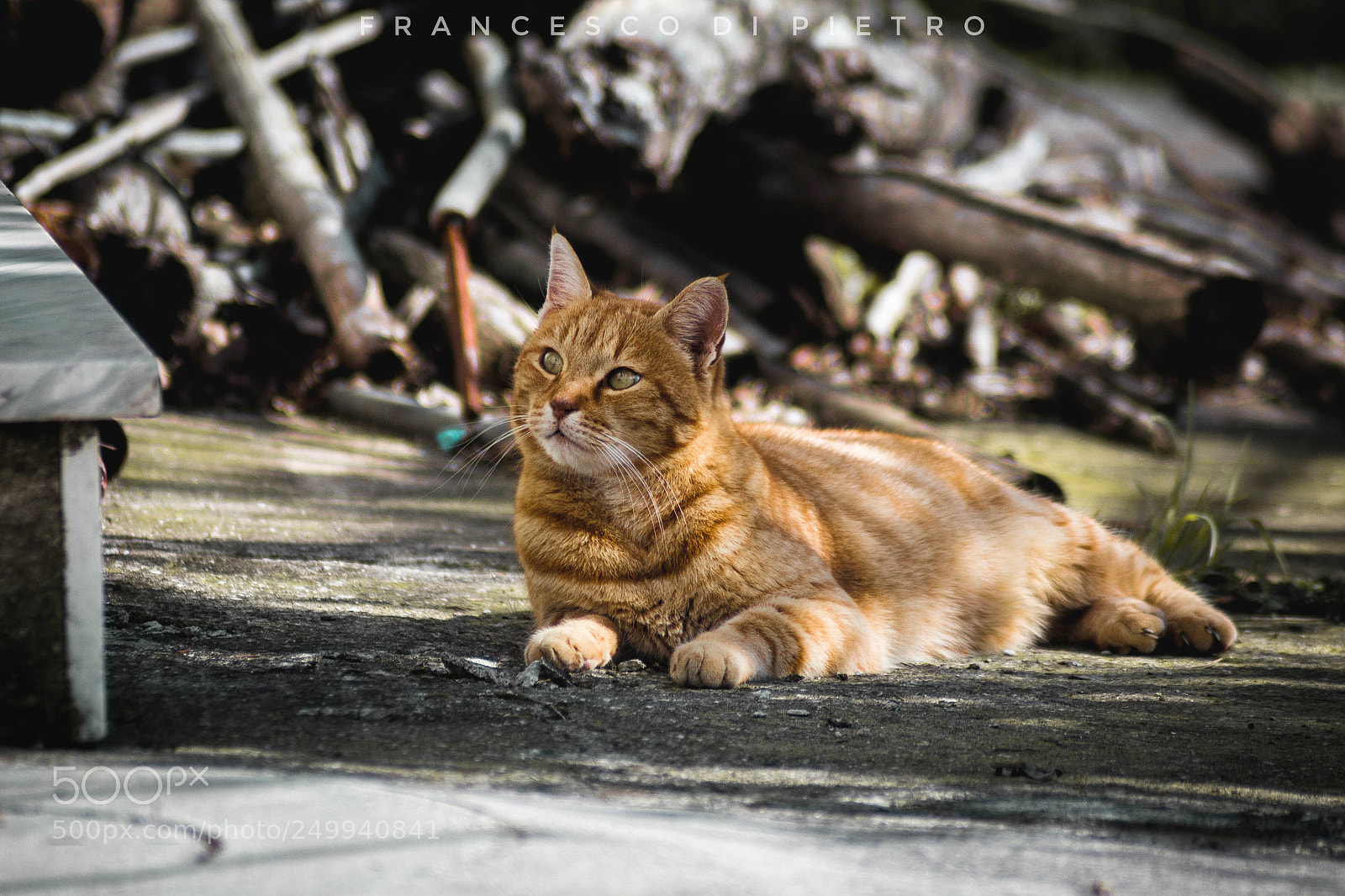 Canon EOS 700D (EOS Rebel T5i / EOS Kiss X7i) sample photo. Matisse photography