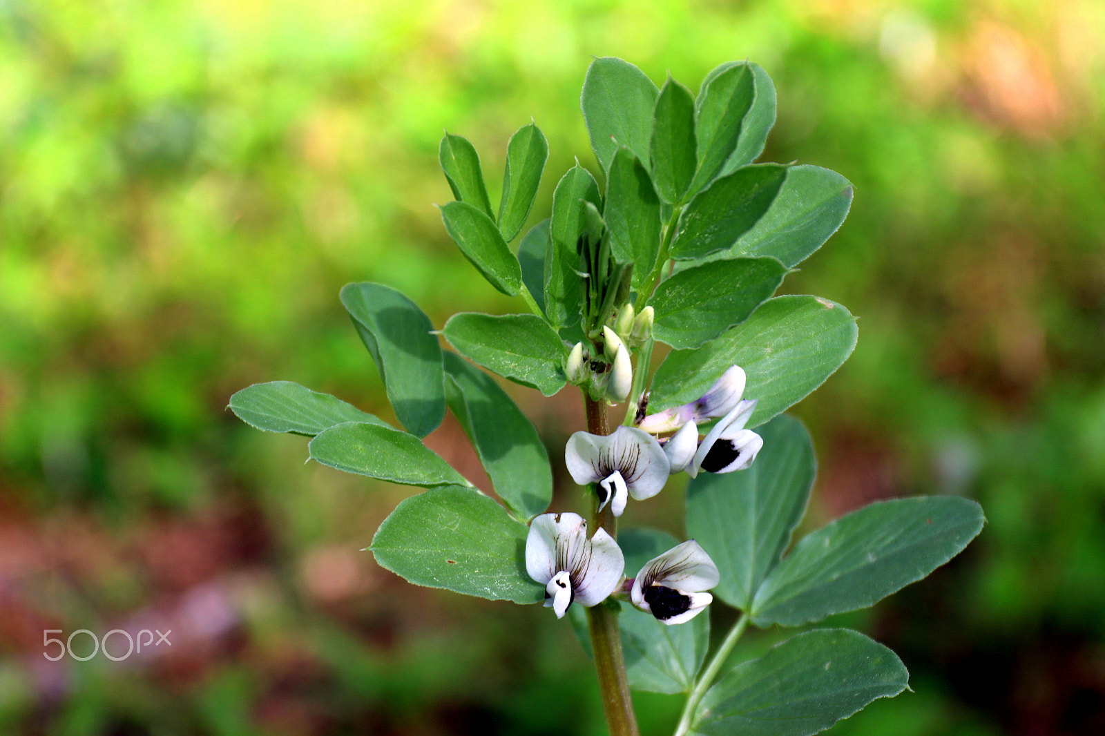 Canon EF 24-70mm F4L IS USM sample photo. Simple and beauty photography