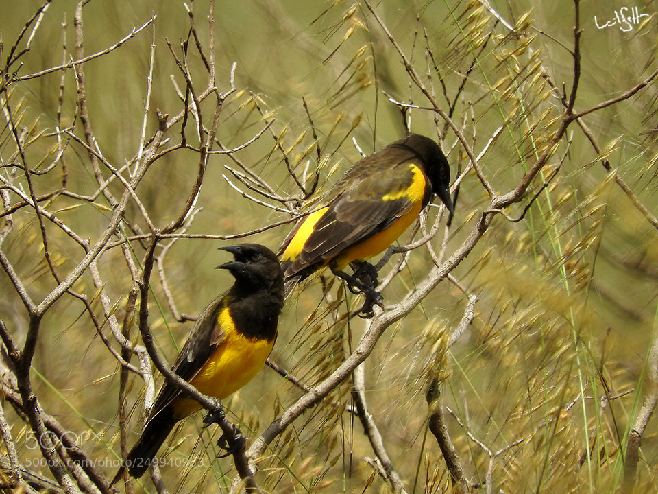 Nikon Coolpix P610 sample photo. Brazilian bird photography
