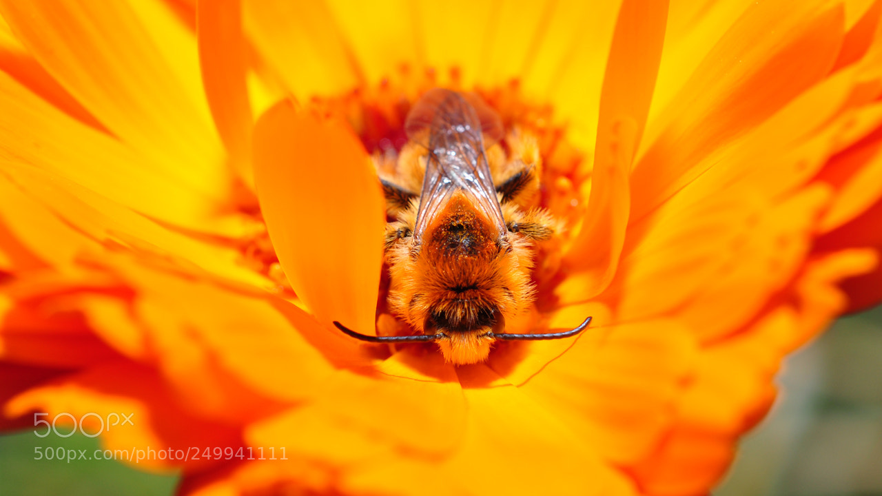 Nikon D5000 sample photo. Sleeping bee photography