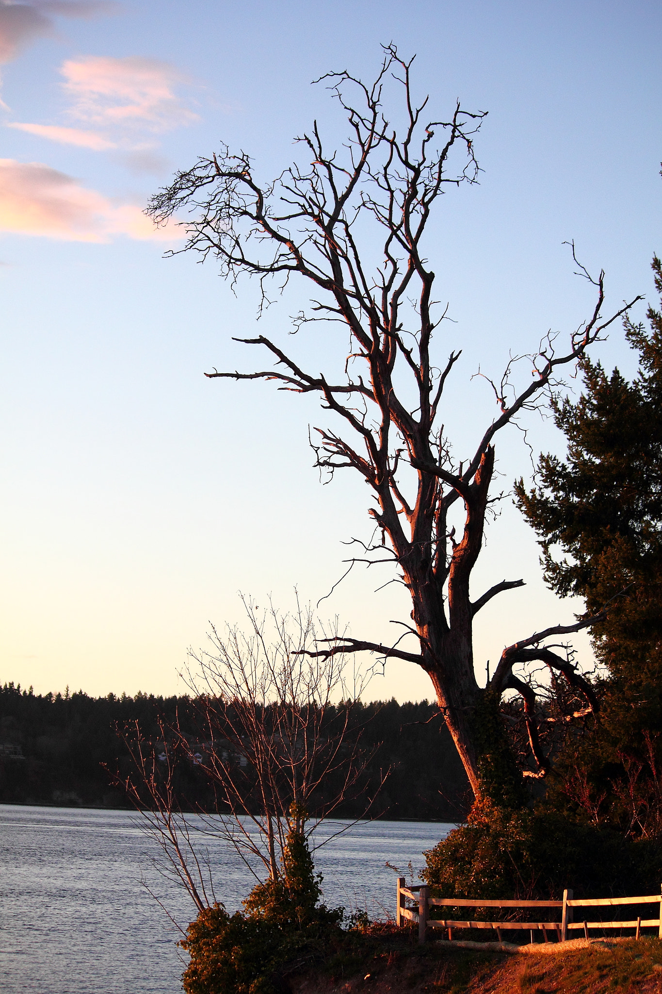 Canon EOS 550D (EOS Rebel T2i / EOS Kiss X4) sample photo. Dead tree photography