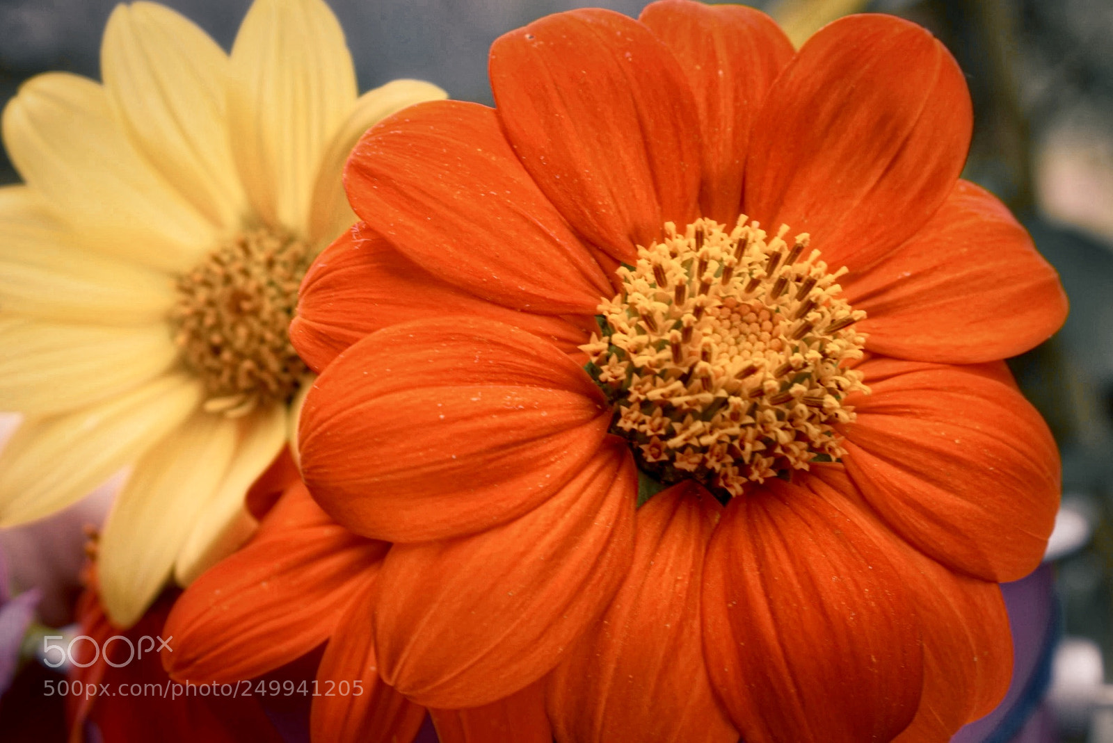 Nikon D5300 sample photo. Tropical brightness photography