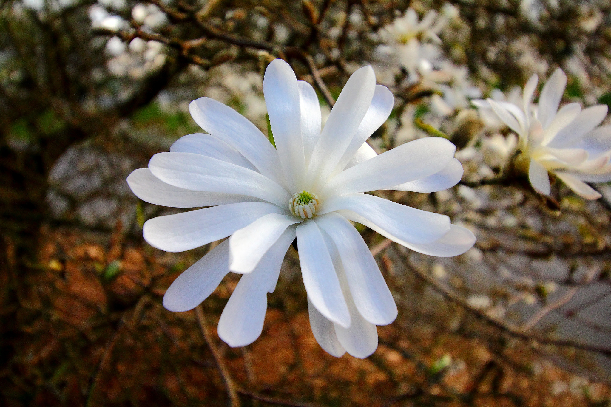 Canon EOS 550D (EOS Rebel T2i / EOS Kiss X4) sample photo. Magnolia photography