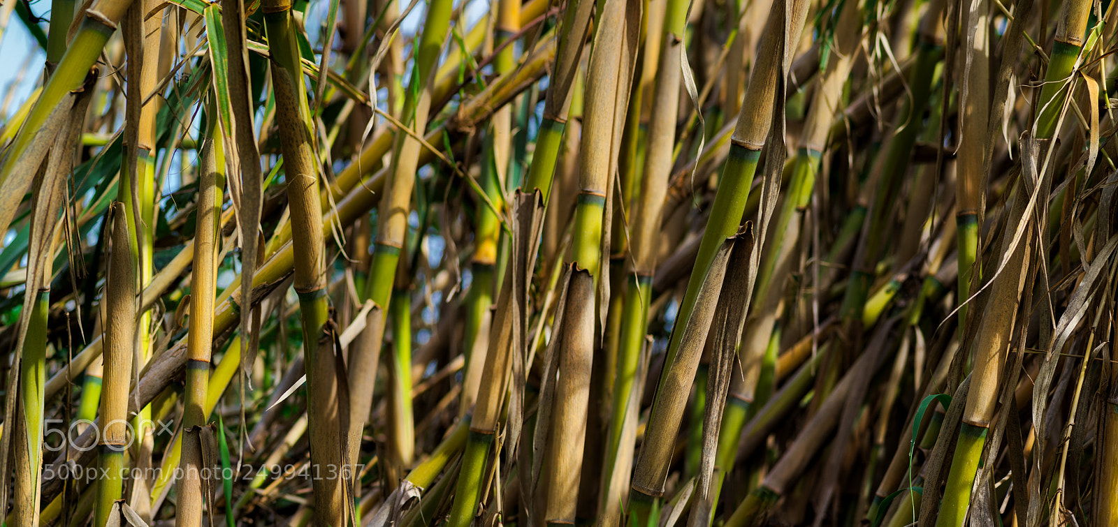 Pentax K-3 II sample photo. Ripon trail photography
