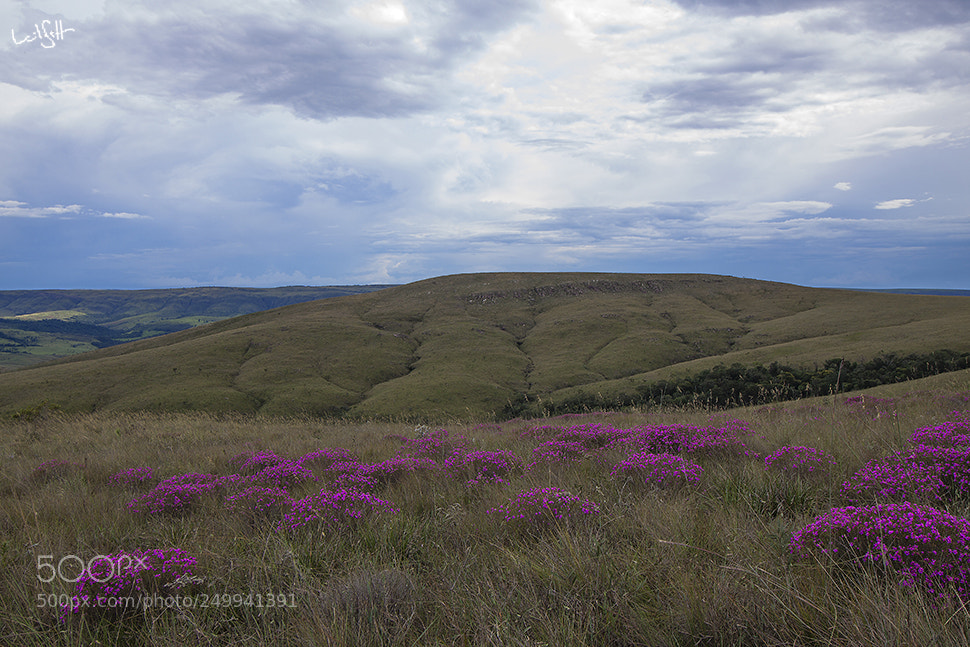 Canon EOS 50D sample photo. Serra da canastra photography