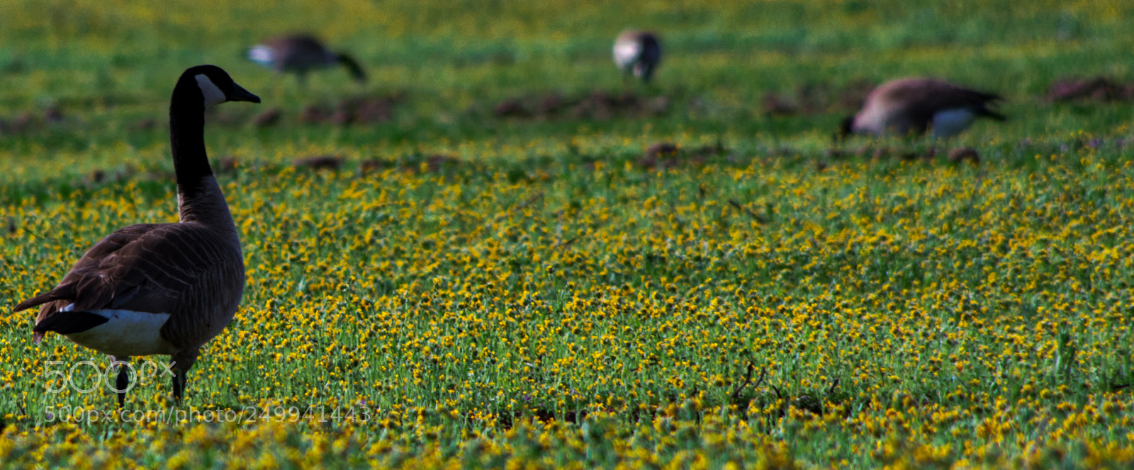 Pentax K-3 II sample photo. Ducks photography