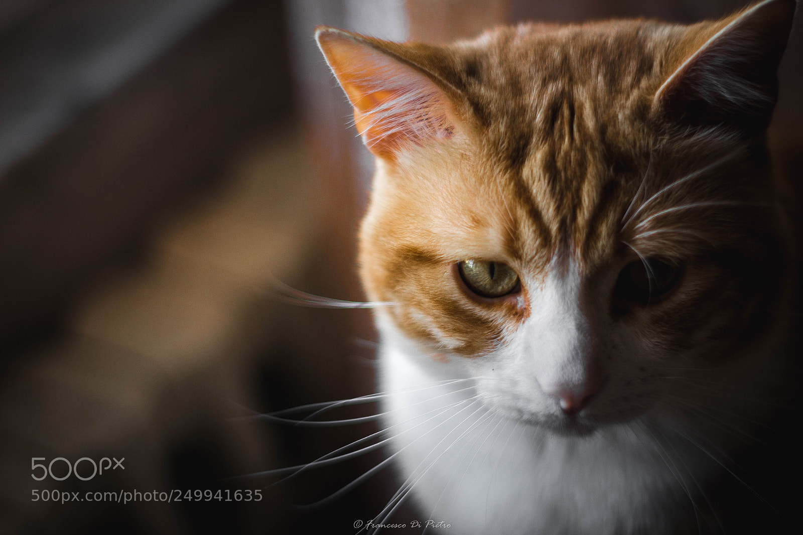 Canon EOS 700D (EOS Rebel T5i / EOS Kiss X7i) sample photo. Paco photography