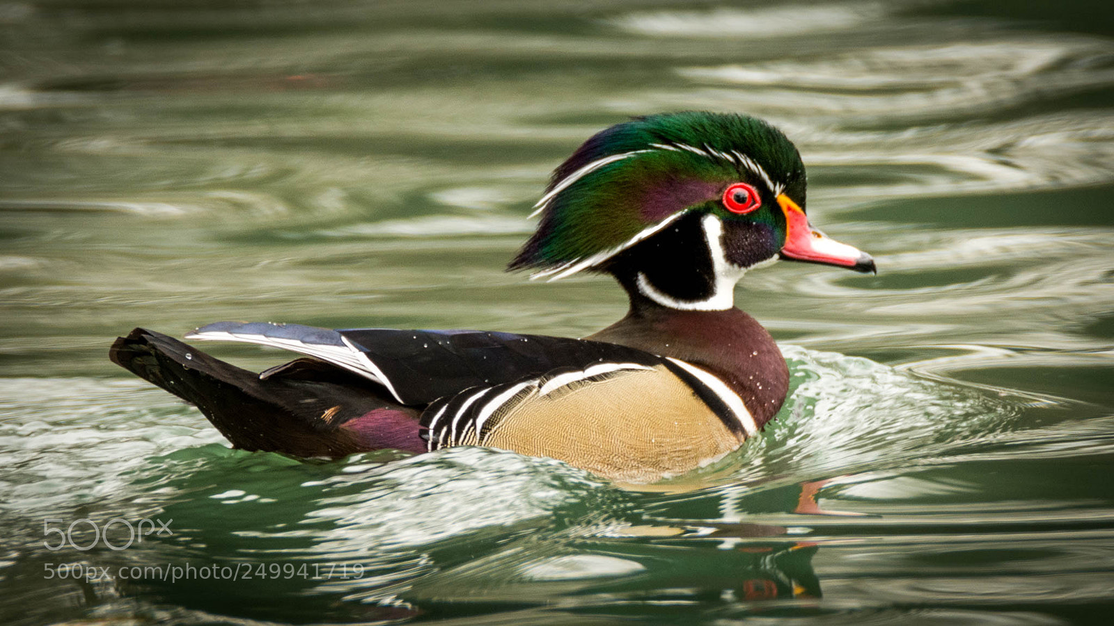 Nikon D7200 sample photo. Wood duck male photography