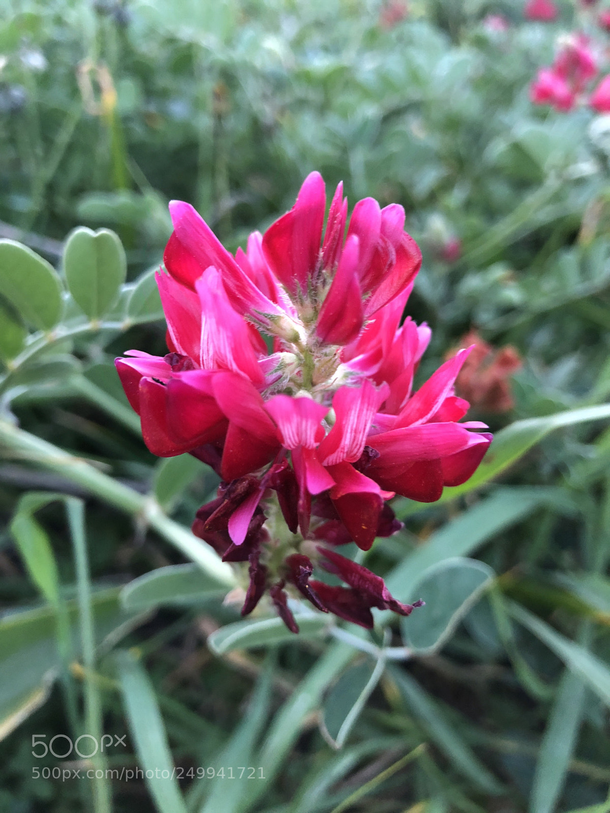Apple iPhone 8 Plus sample photo. Untitled photography