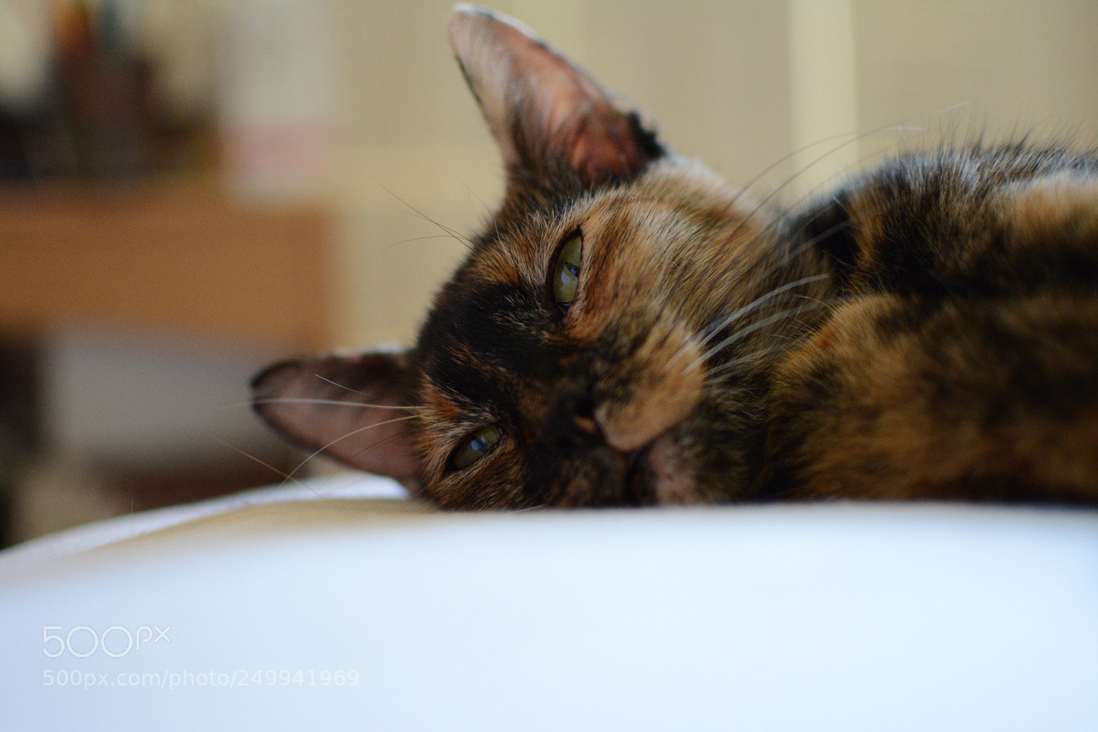 Nikon D5200 + Nikon AF-S DX Nikkor 35mm F1.8G sample photo. Tortoiseshell photography