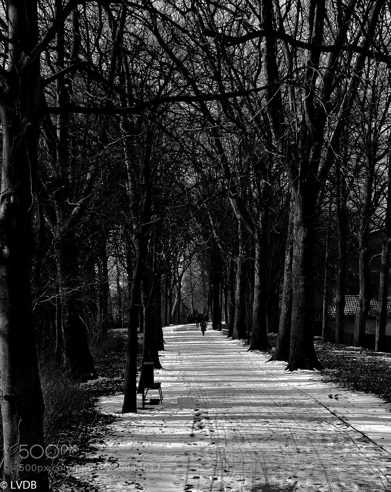 Nikon D300 sample photo. Walking in the park photography