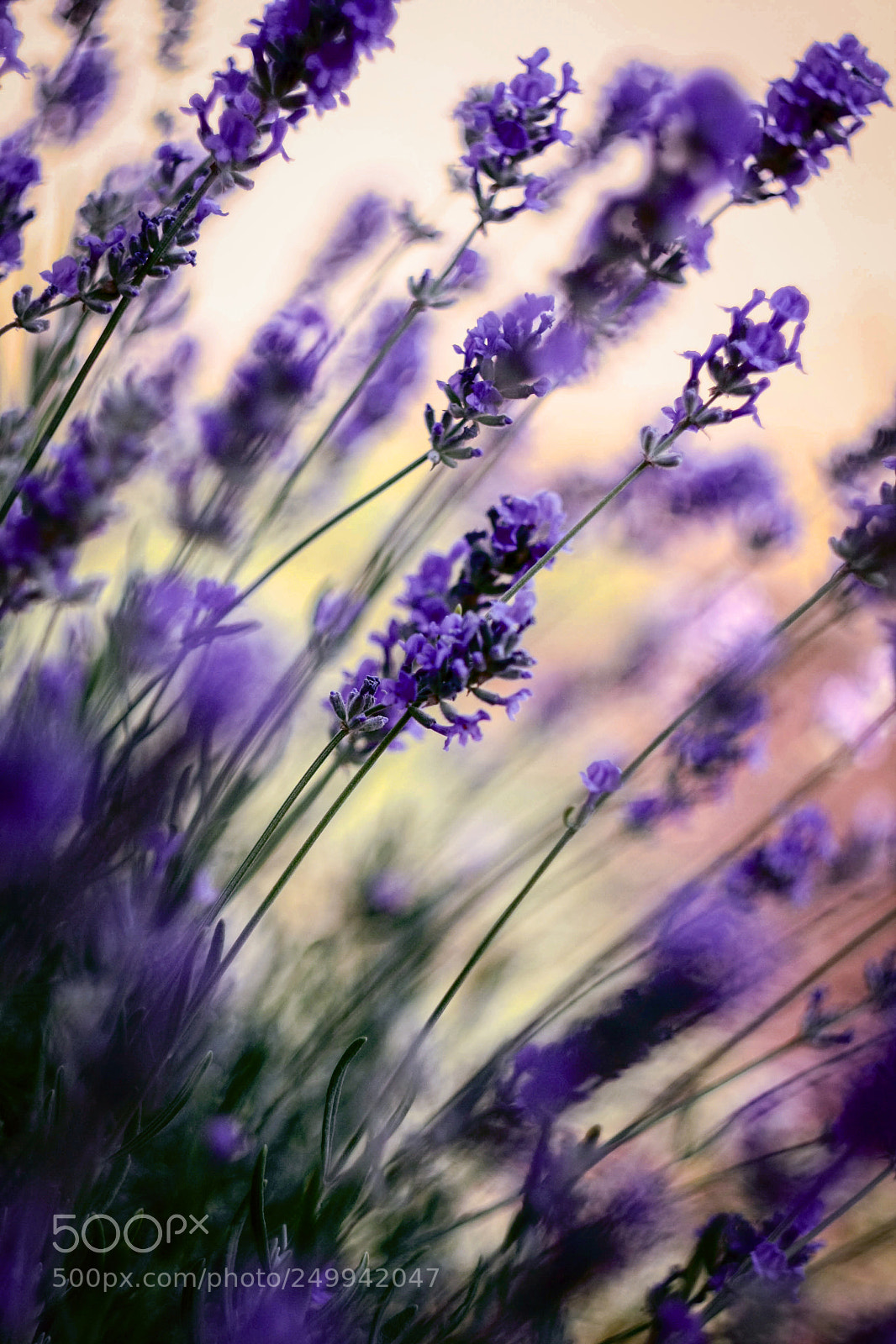Canon EOS 40D sample photo. Purple flowers photography