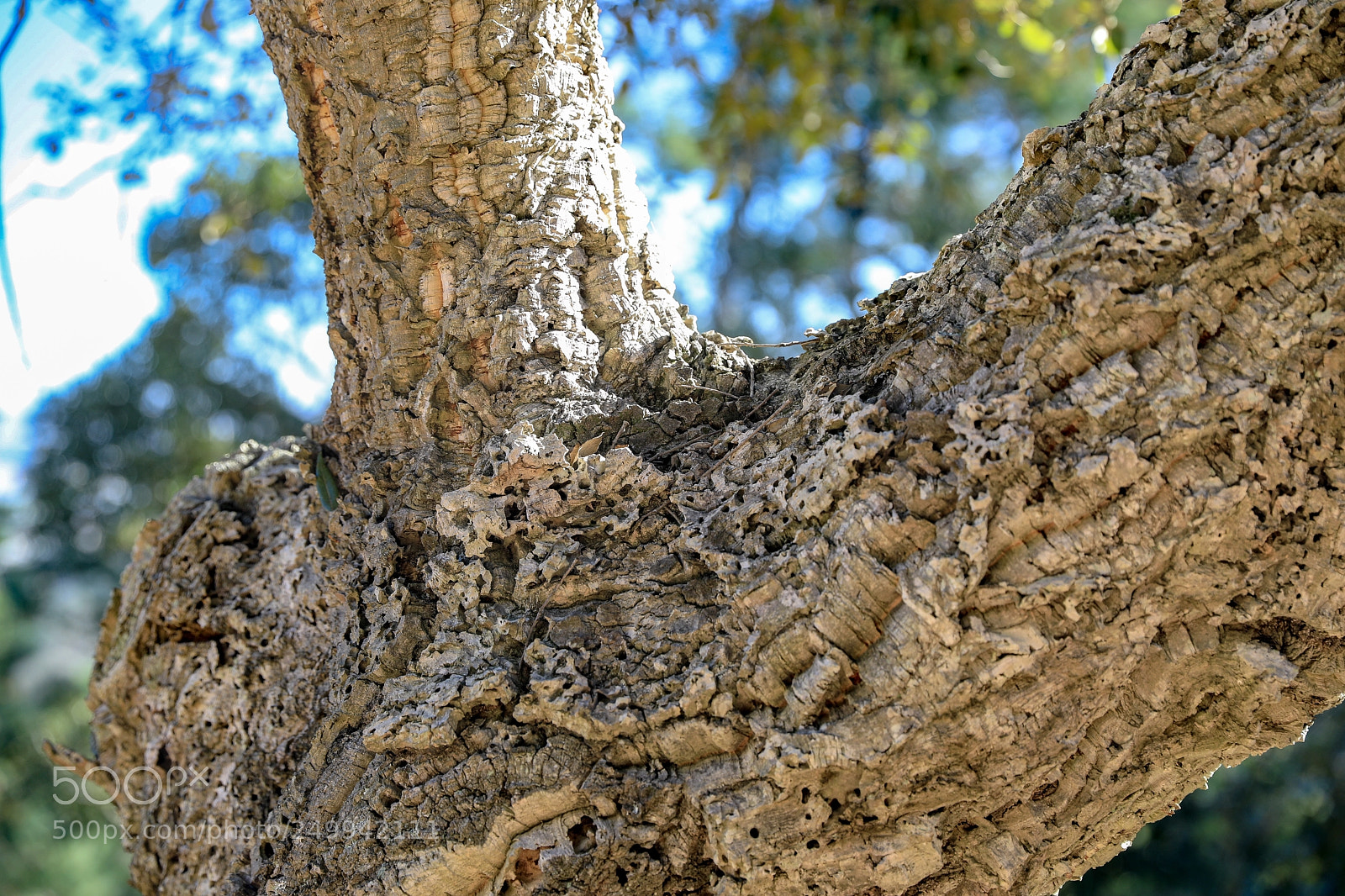 Canon EOS 5D Mark IV sample photo. Le relief d un photography