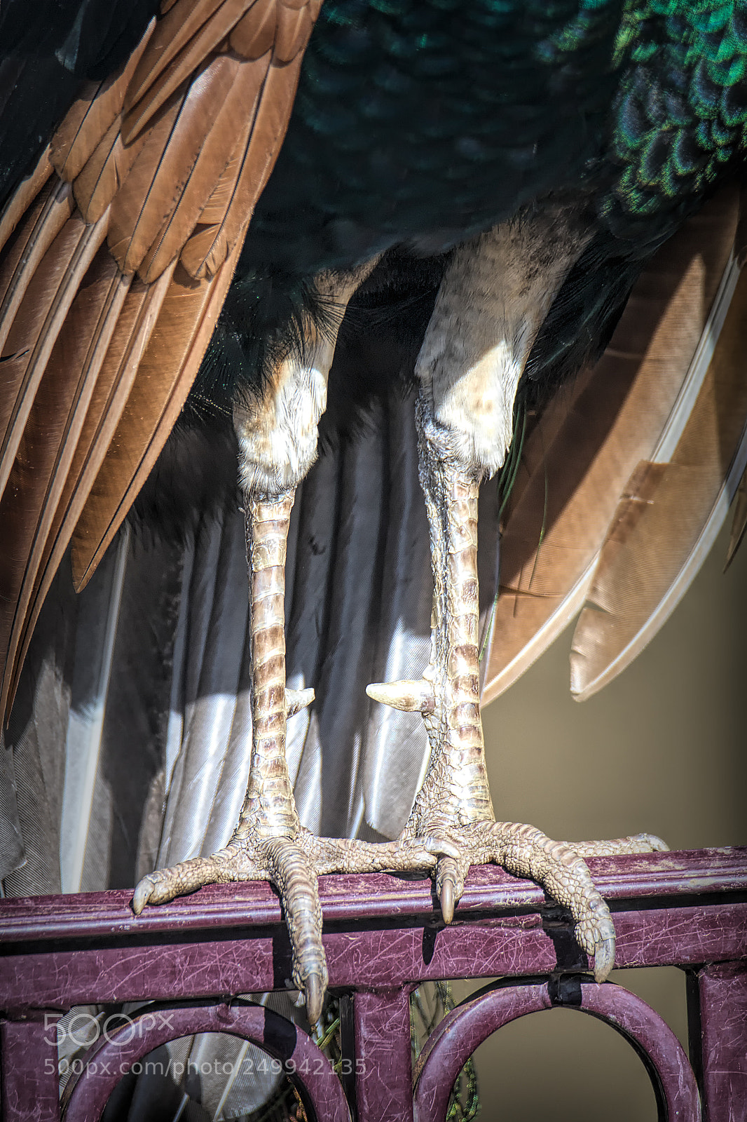 Canon EOS 70D sample photo. What big clawed feet photography