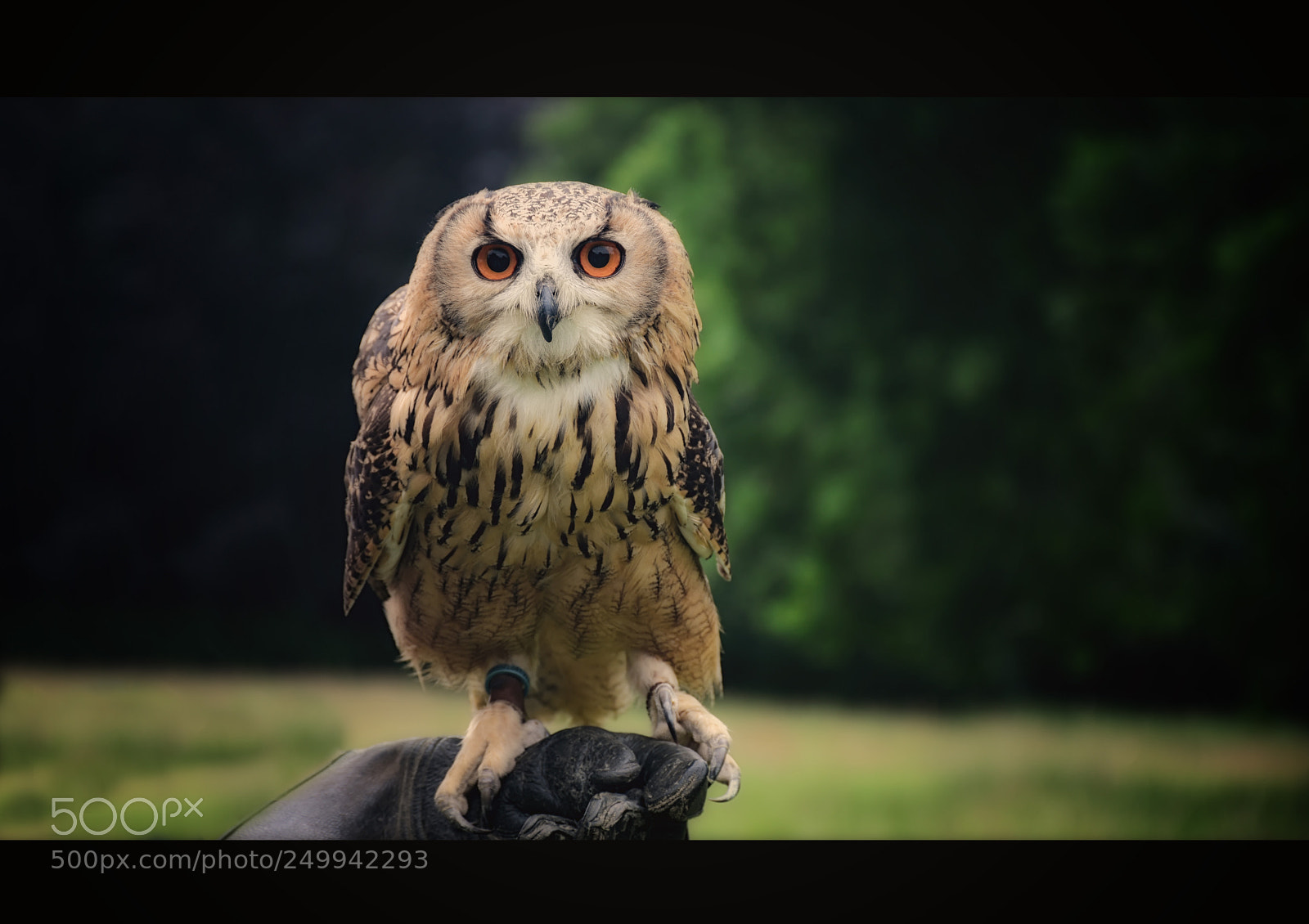 Nikon D7200 sample photo. Owl photography