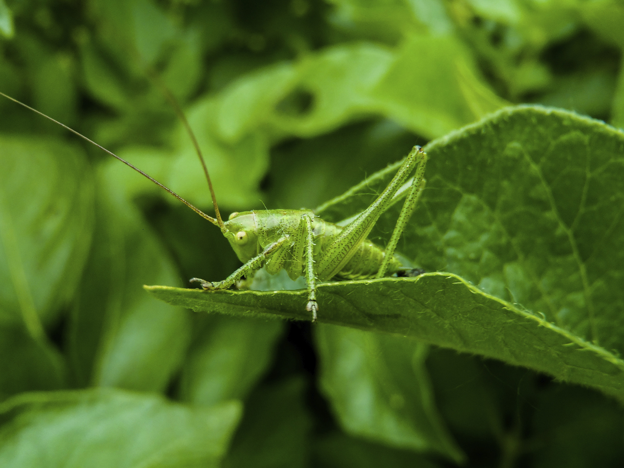 Olympus TG-810 sample photo. Green grasshopper on green leaf photography