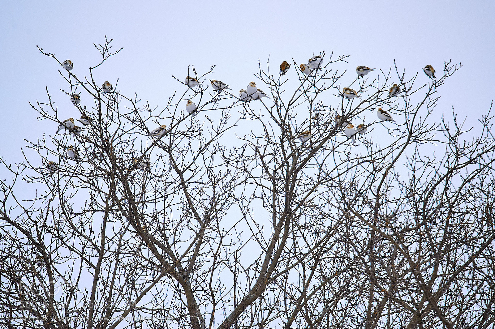 Nikon D700 sample photo. Snow buntings photography