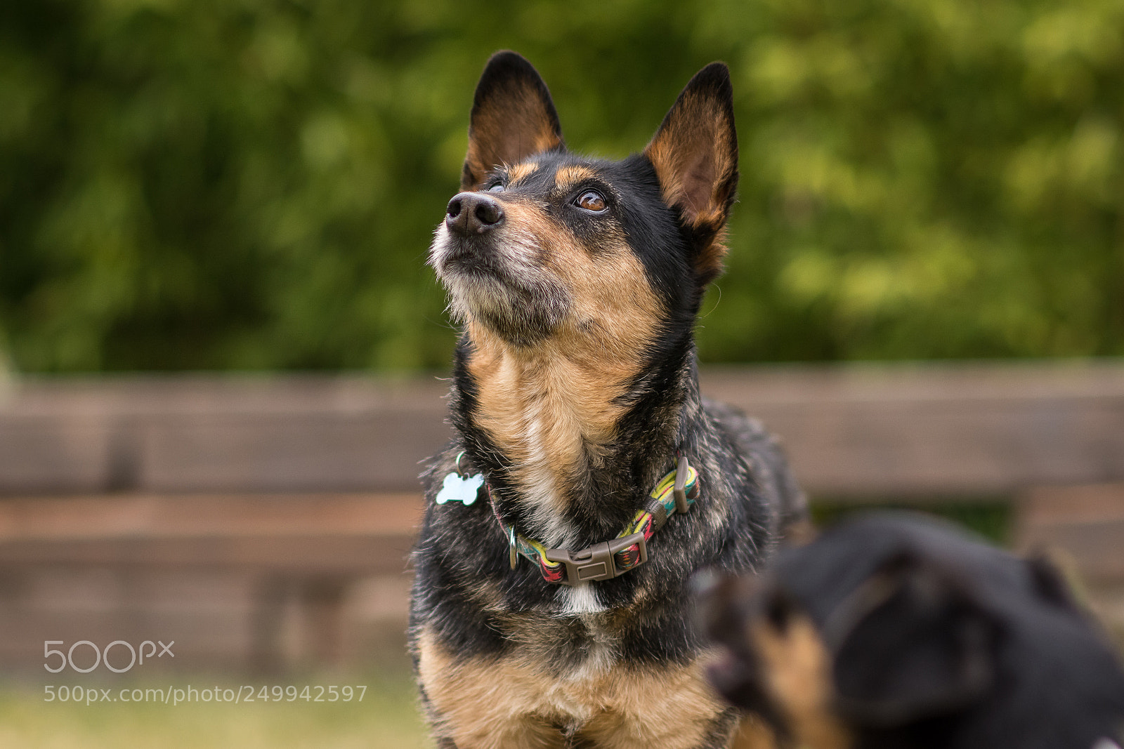 Nikon D7200 sample photo. Bela luna photography
