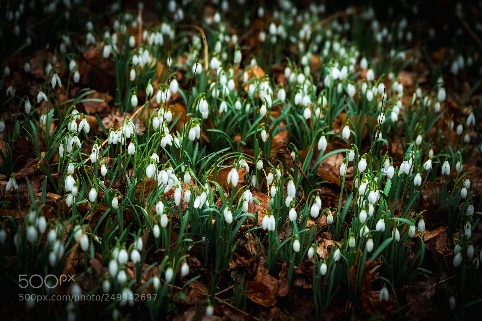 Nikon D4 sample photo. Snowdrops photography