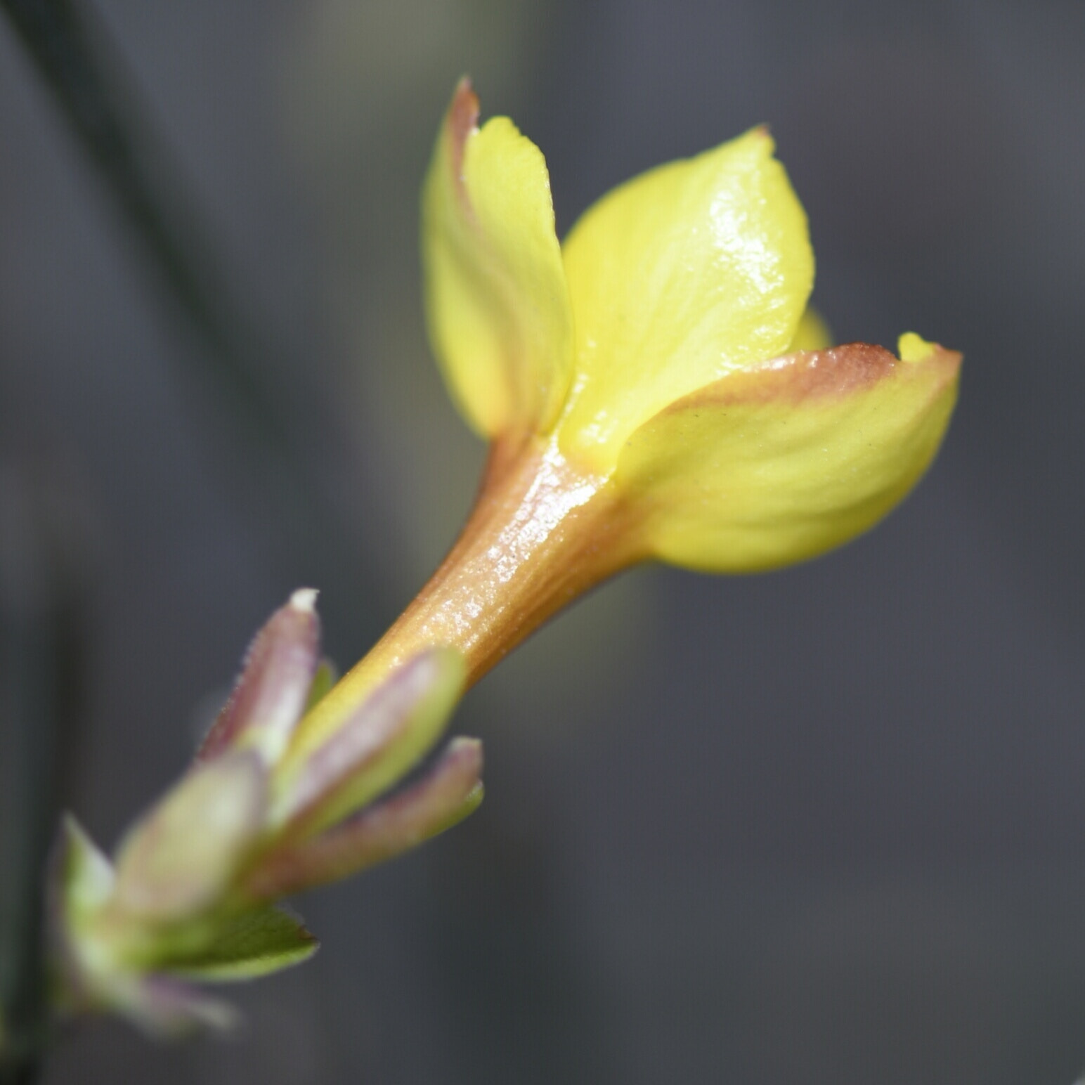 Nikon AF-S Micro-Nikkor 105mm F2.8G IF-ED VR sample photo. Golden jasmine photography