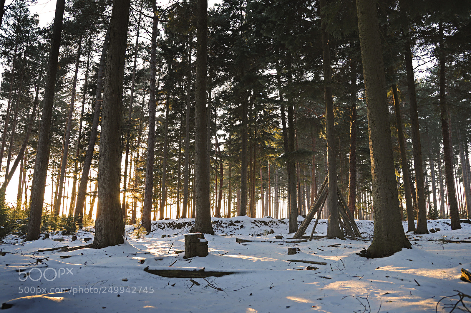 Canon EOS 5D Mark IV sample photo. Forest home photography
