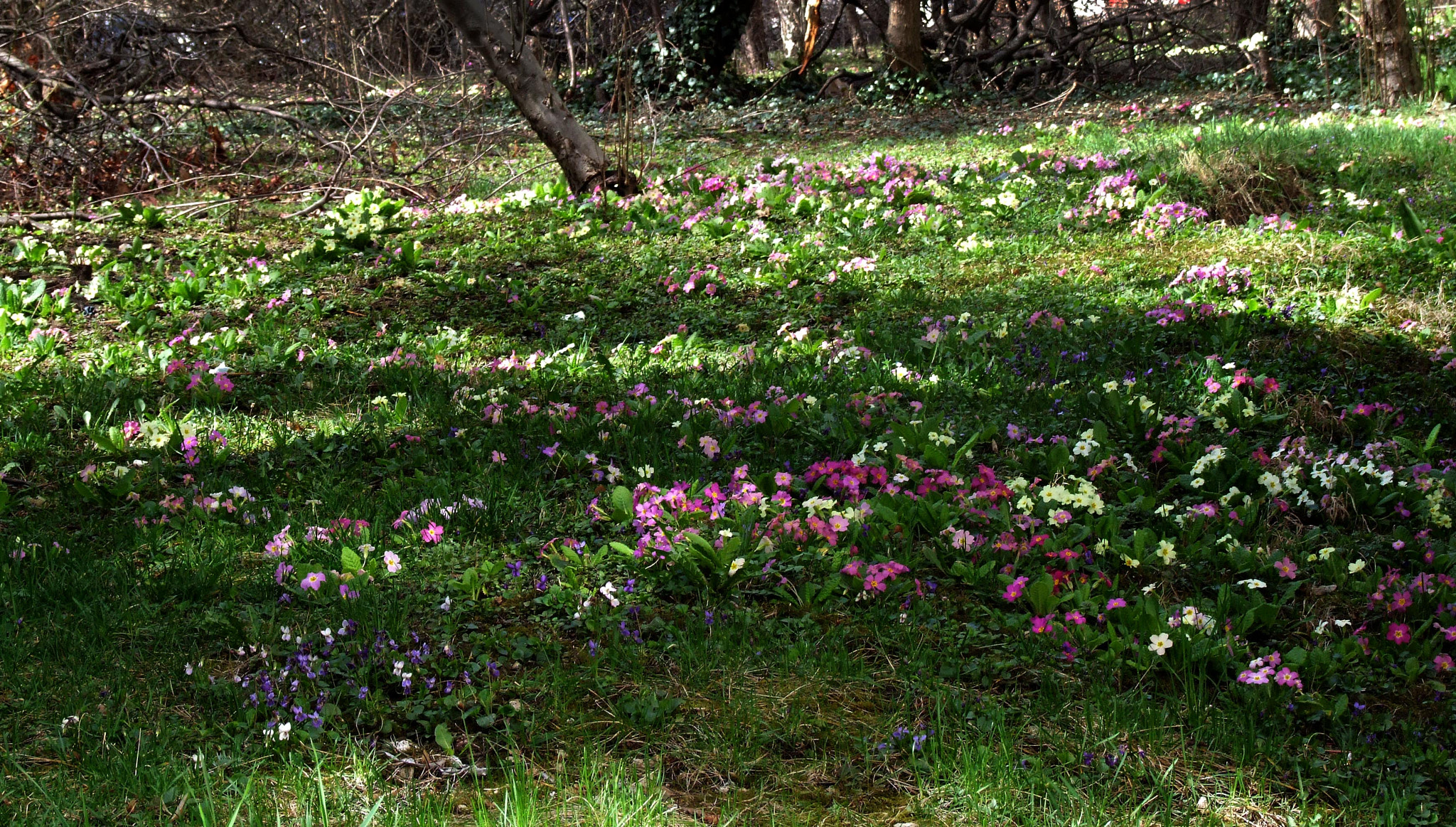 Fujifilm FinePix S9600 sample photo. Spring is near photography