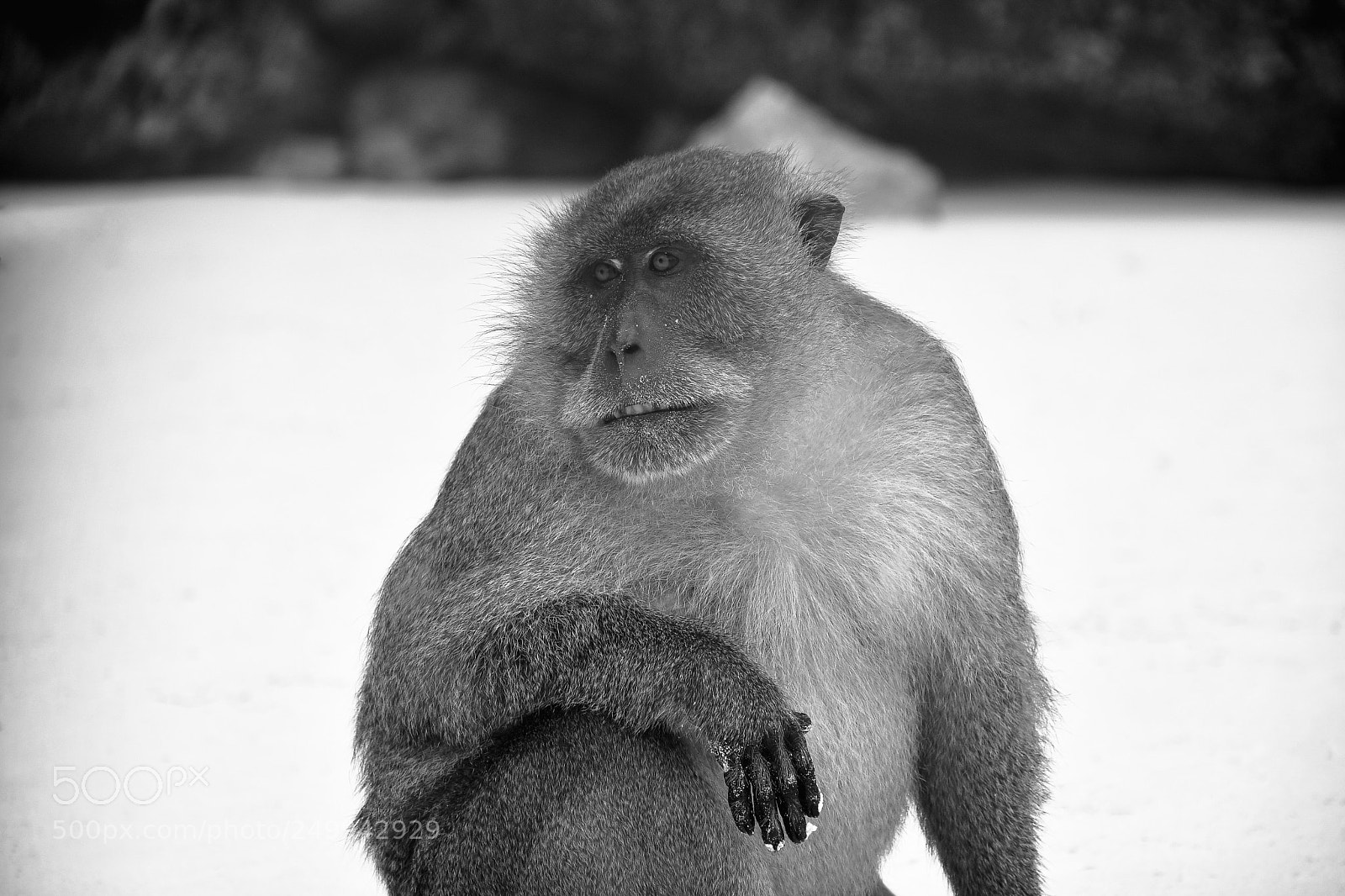 Nikon D7500 sample photo. Monkey watching tourists arriving photography