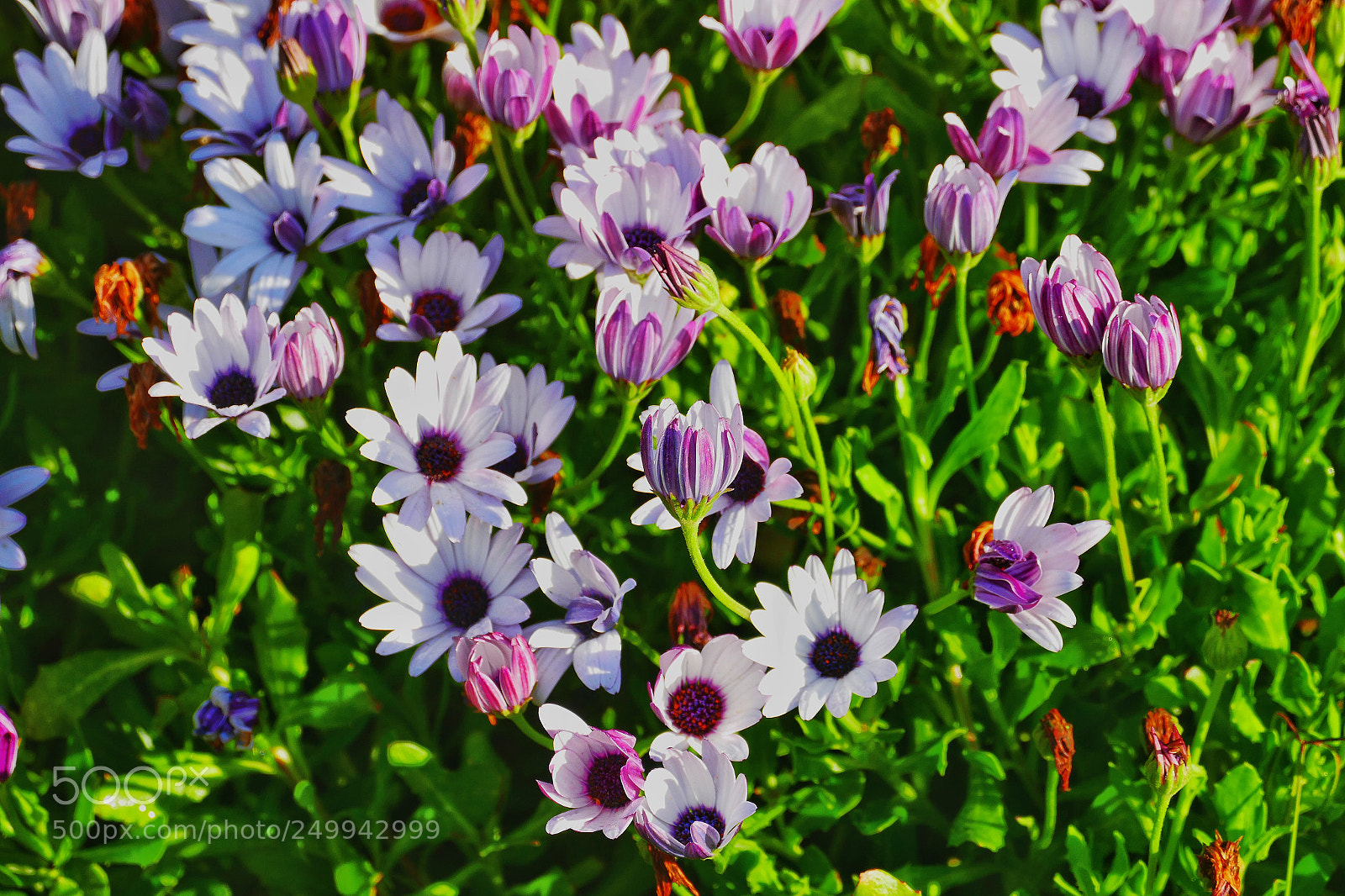 Panasonic Lumix DMC-FZ1000 sample photo. Spring photography