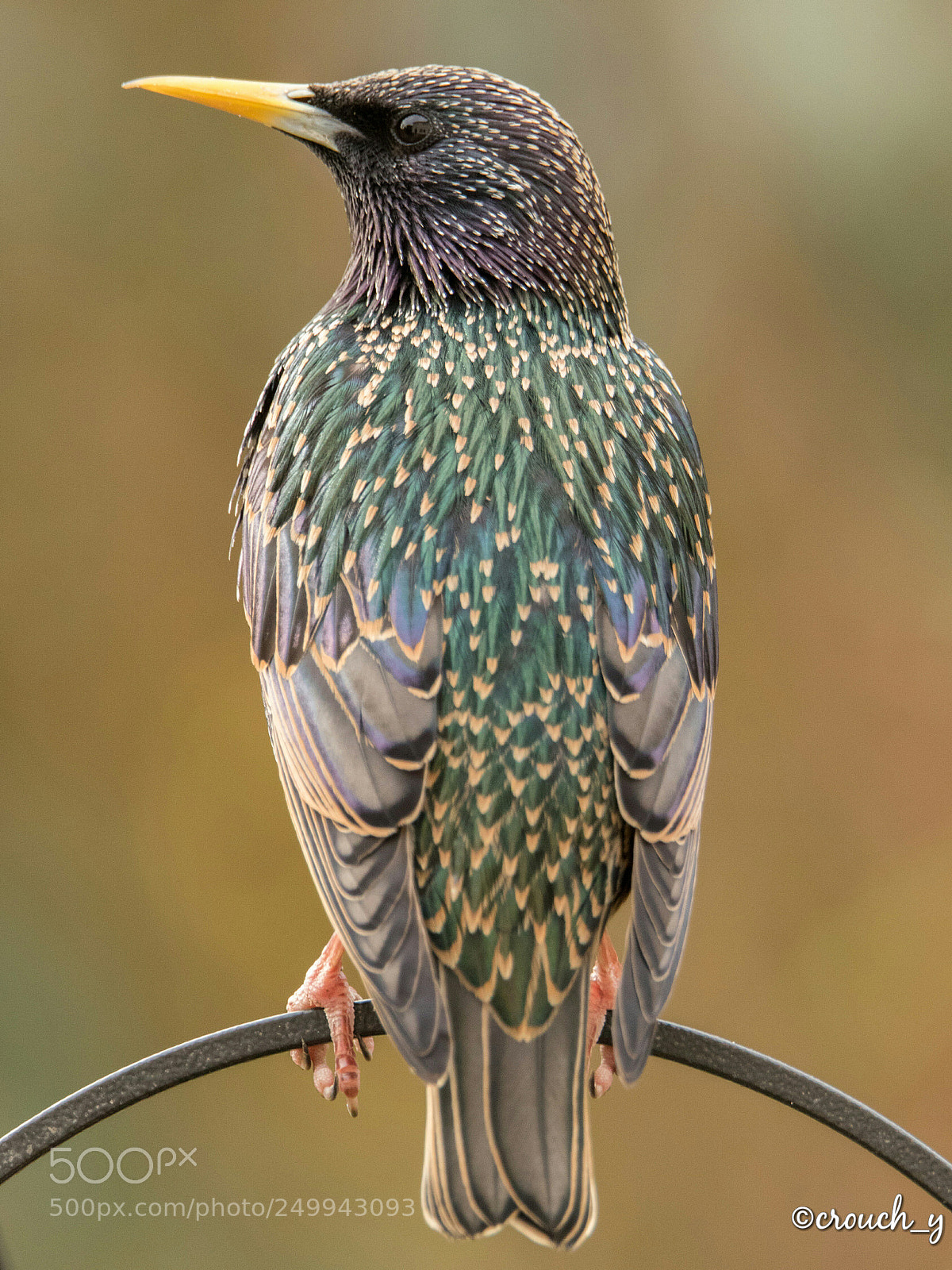Canon EOS 7D Mark II sample photo. Starling photography