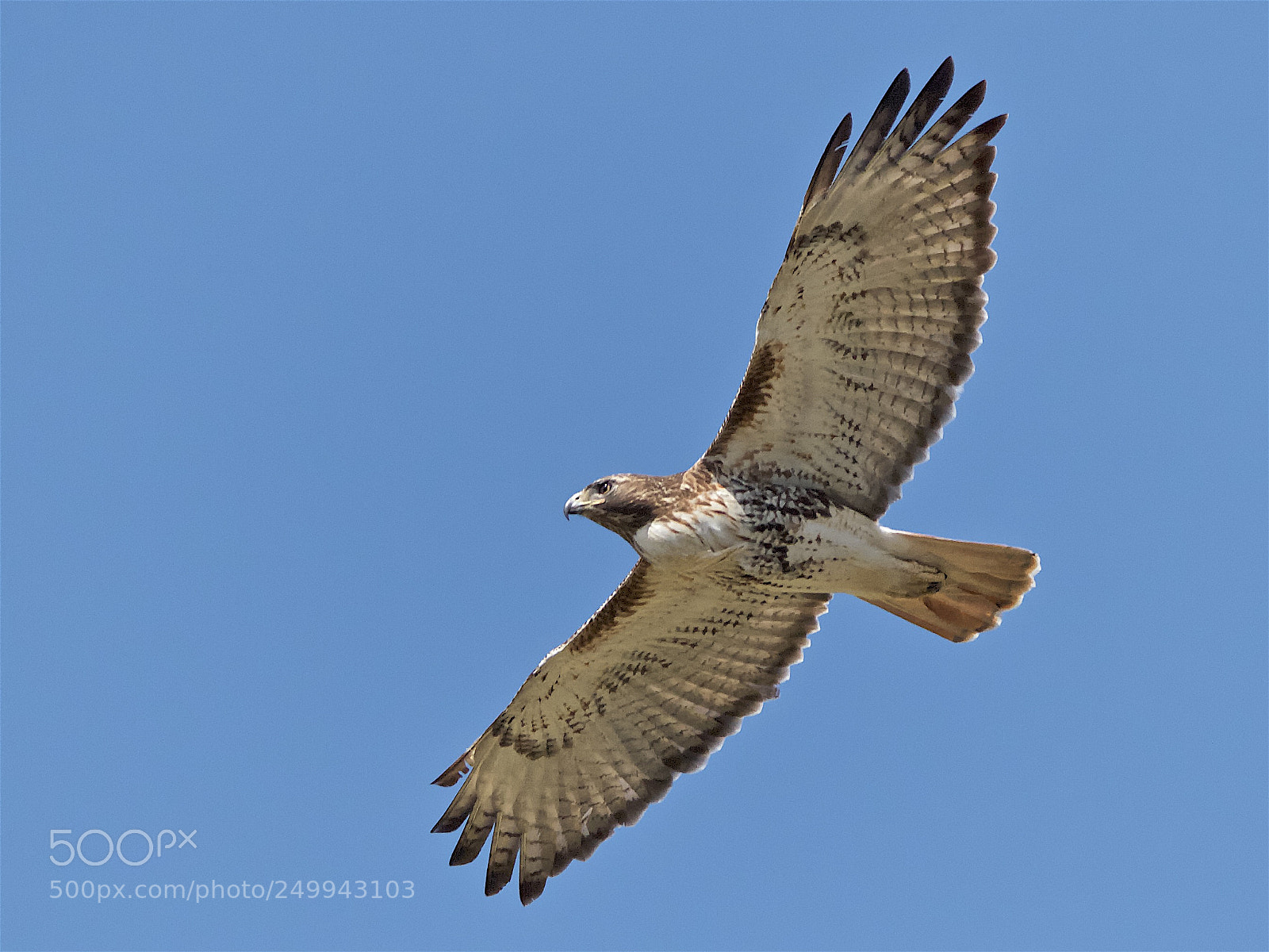 Canon EOS 7D sample photo. Red-tailed hawk in flight photography