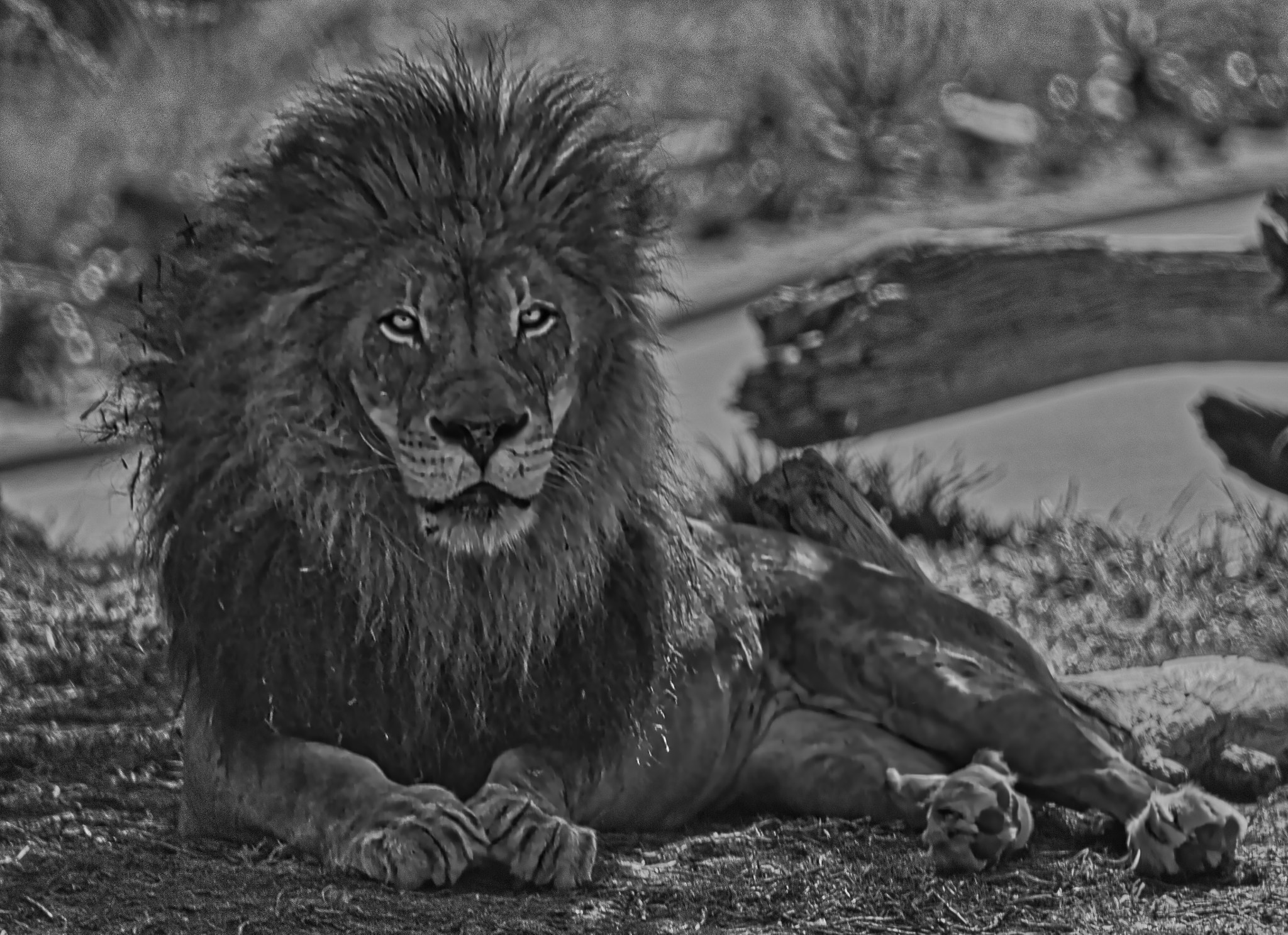 Canon EF 75-300mm f/4-5.6 sample photo. Bw photography
