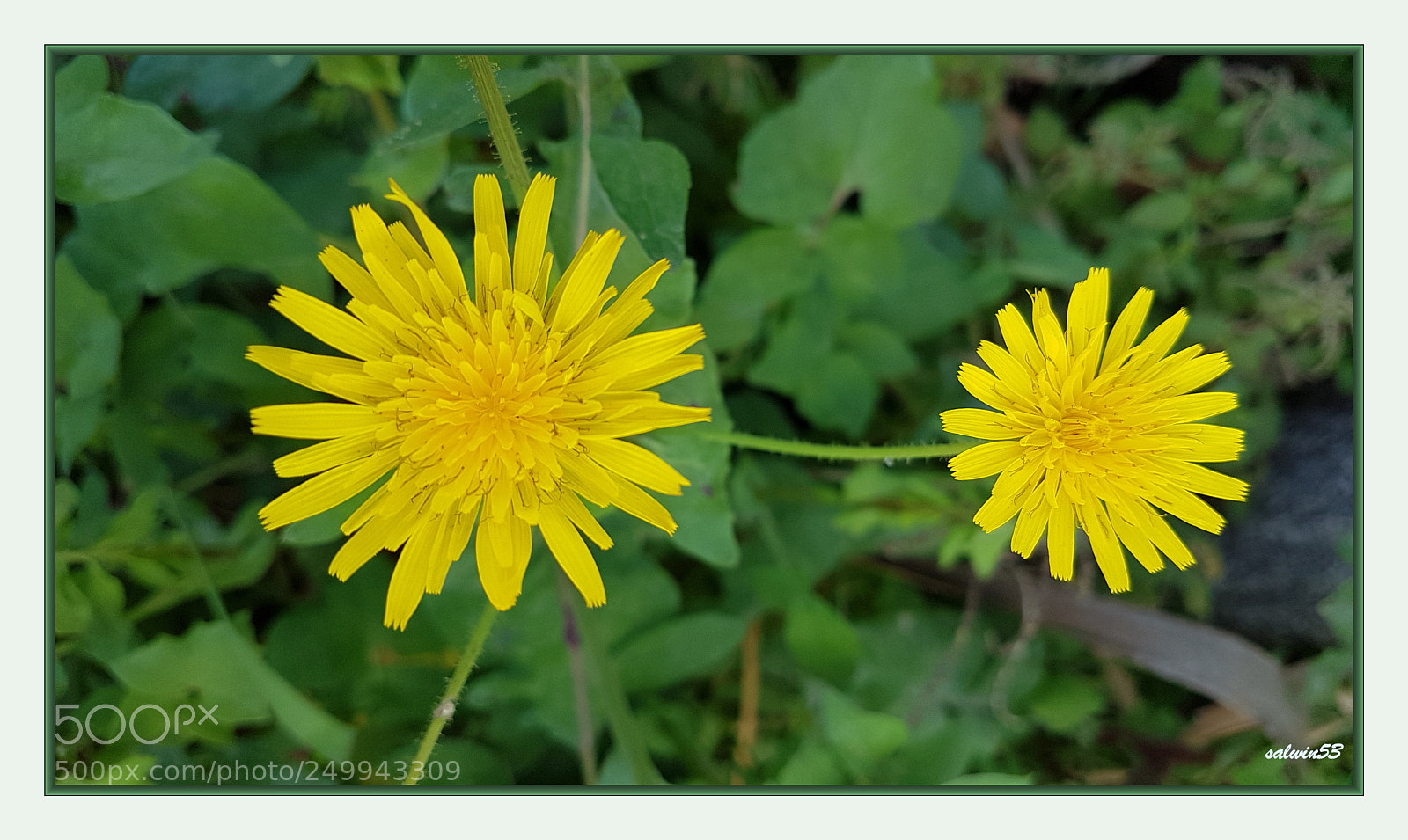 Samsung Galaxy S7 Edge sample photo. Spring photography