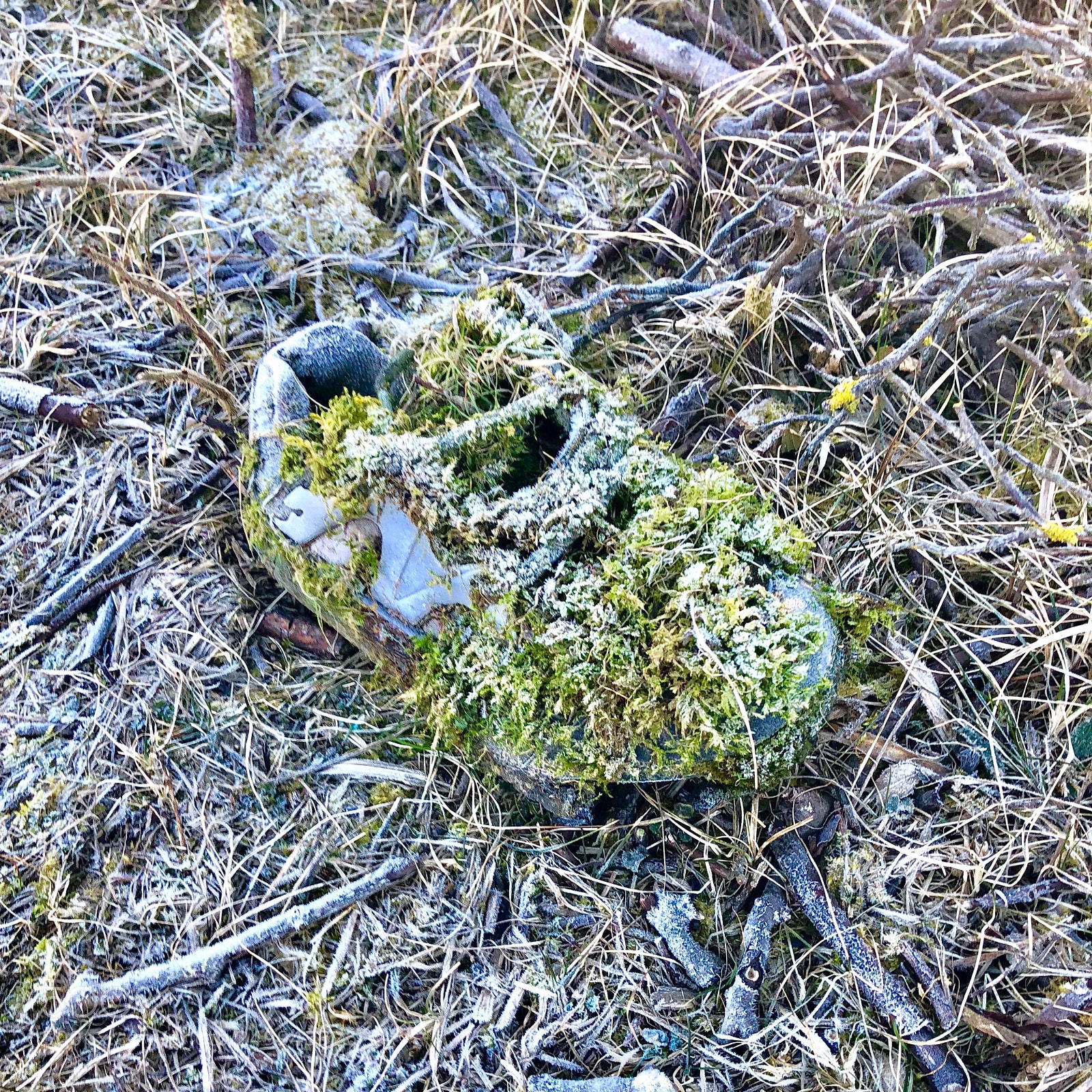 Apple iPhone X sample photo. Mossy shoe photography