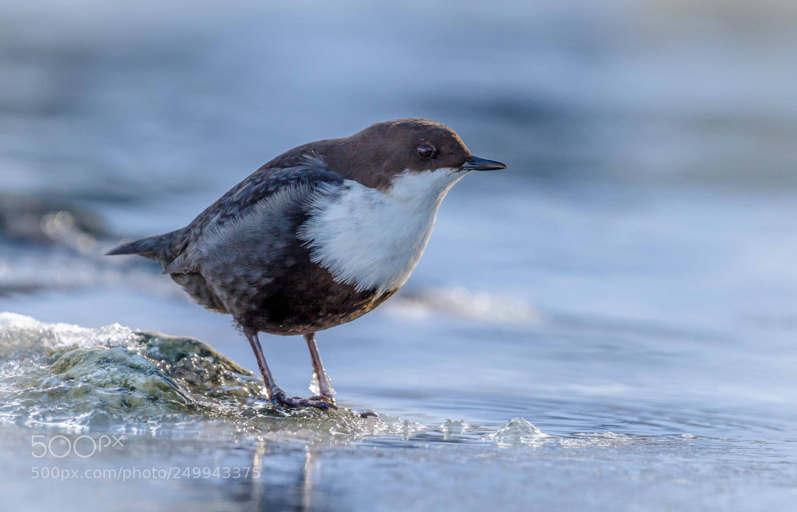 Canon EOS 7D sample photo. White-throated dipper photography